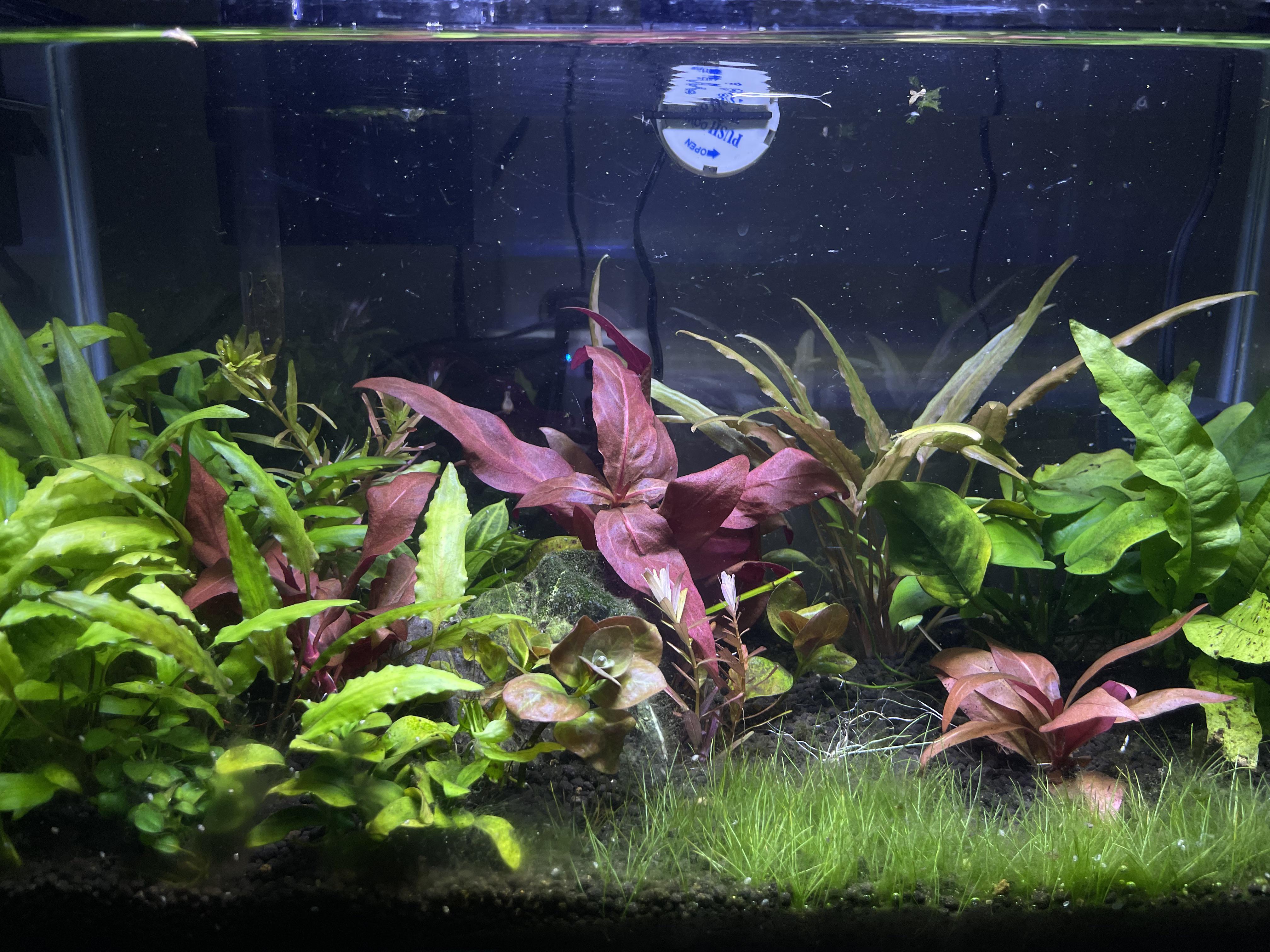 Recs on background plants for 5 gallon??? r/PlantedTank