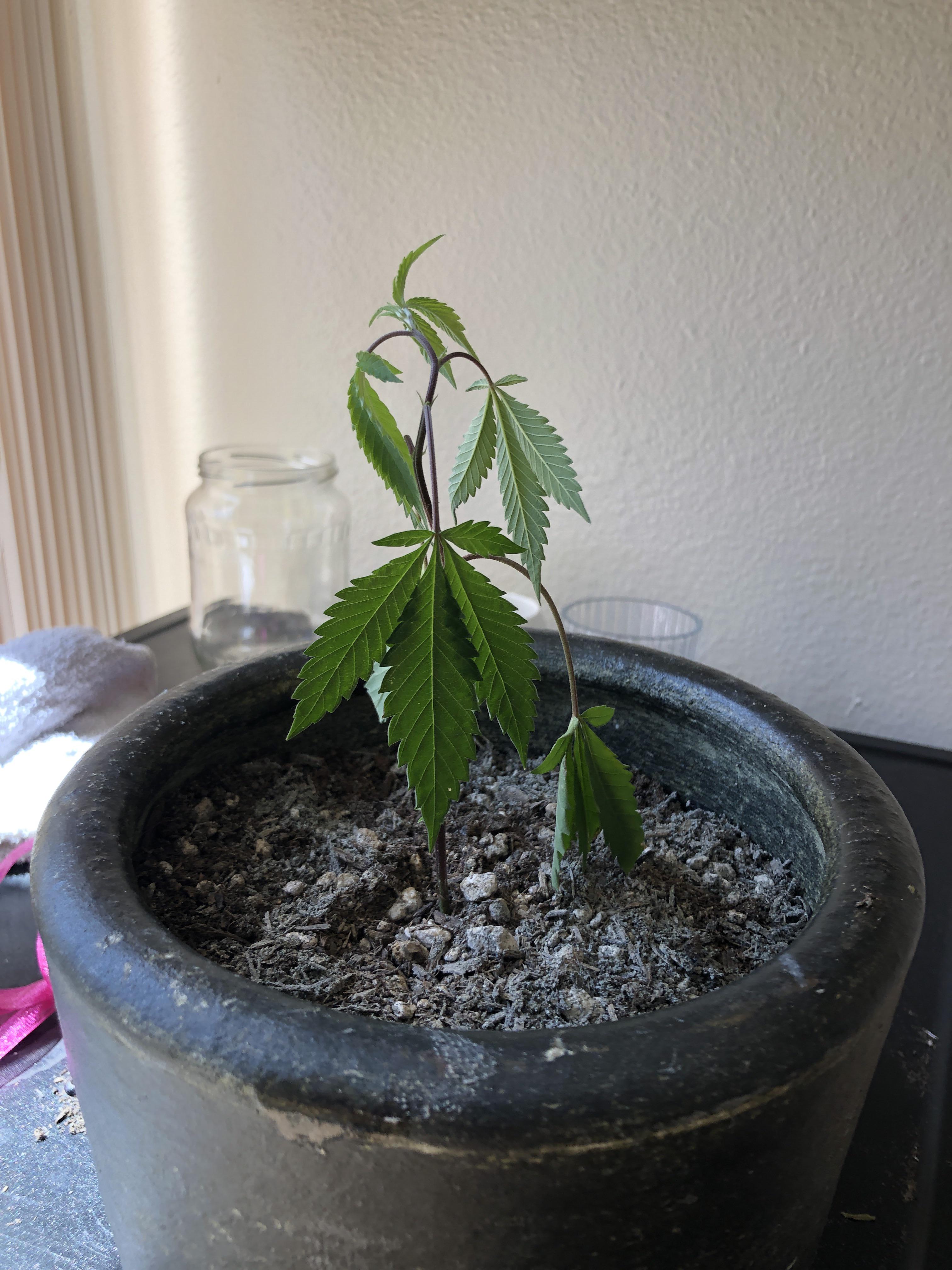 Why is my plant droopy? r/microgrowery