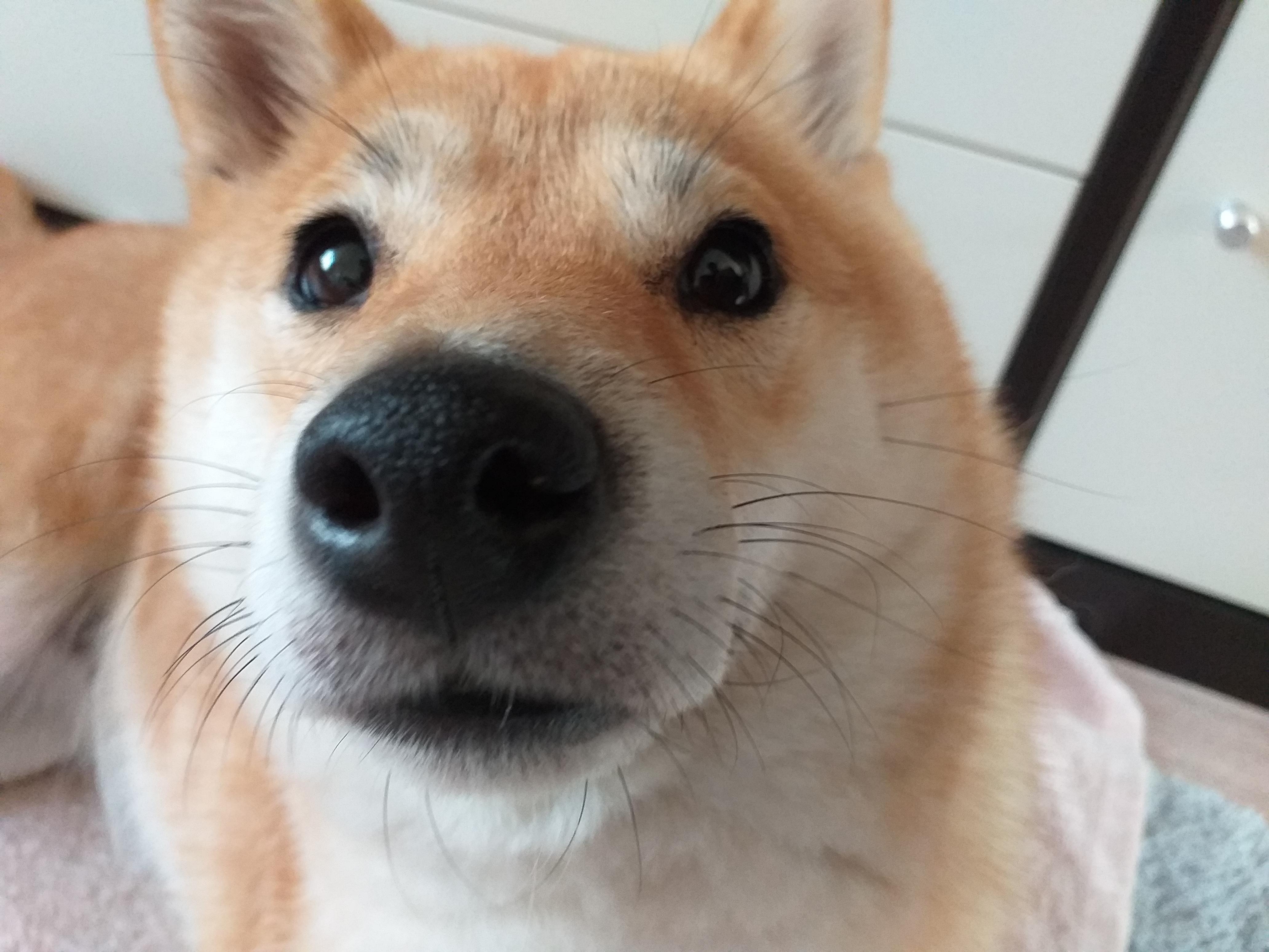 What is Shiba Inu (SHIB)? Read Before You Invest CryptoPotato
