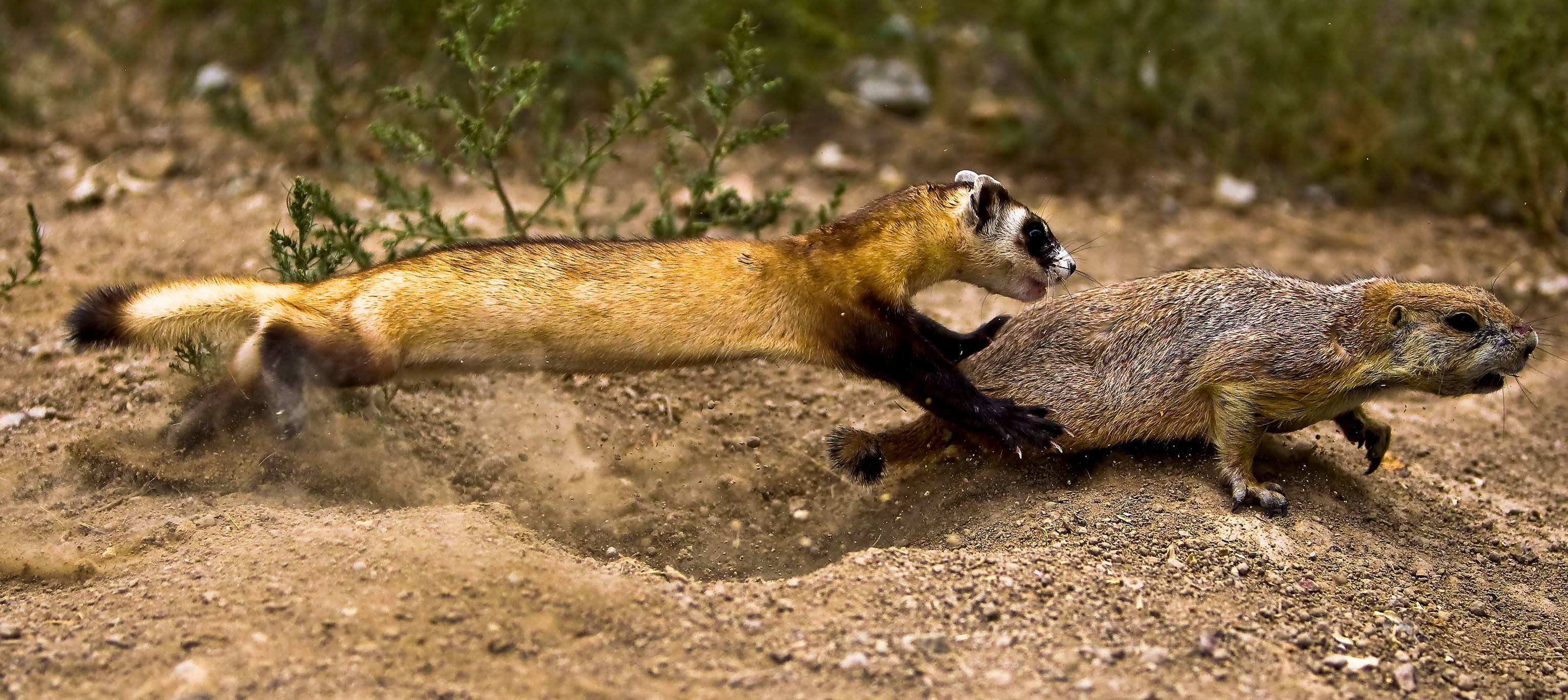 The blackfooted ferret is an endangered species, and their population