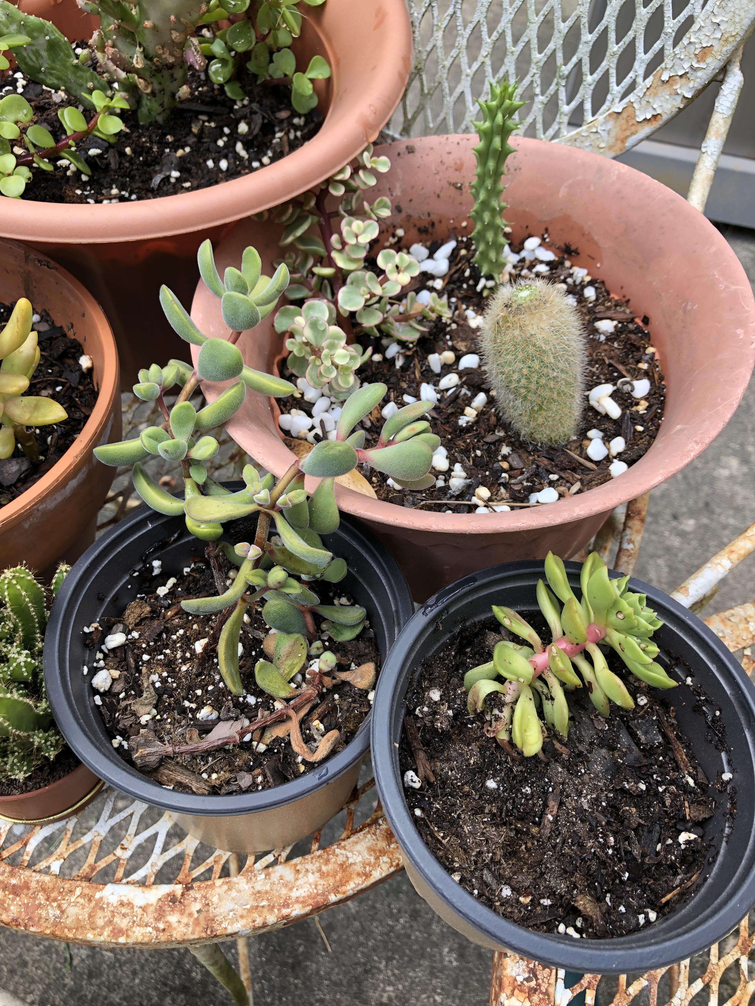 too much sun? r/succulents