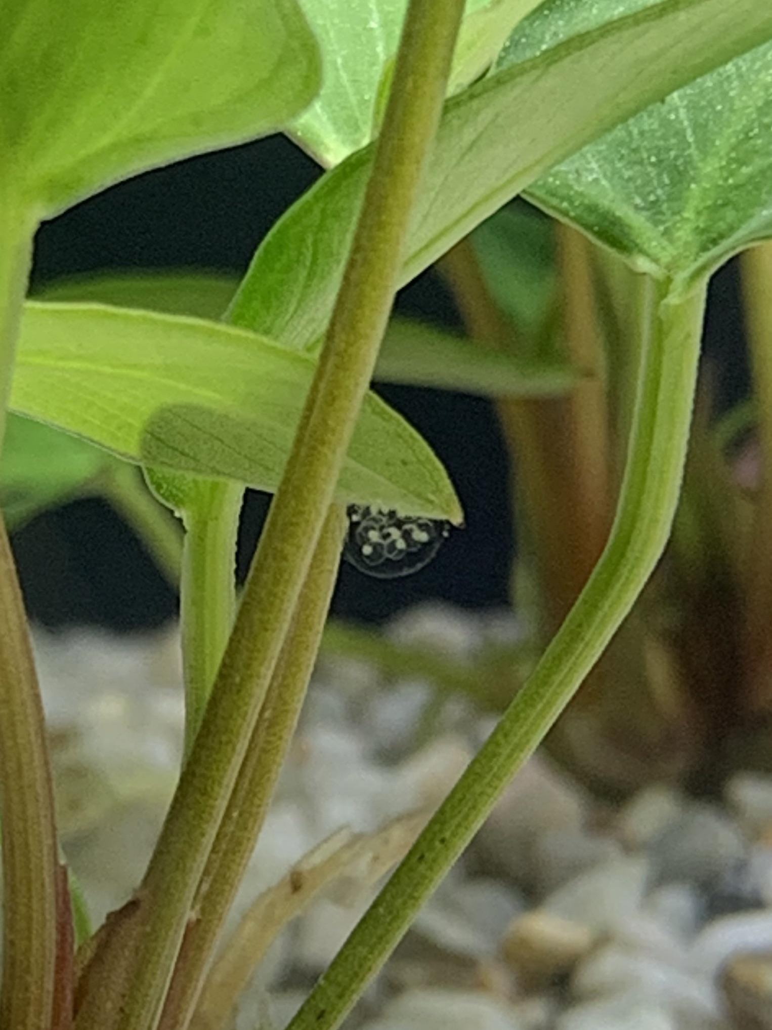 Are these snail eggs and if so how did they survive the bleach dip