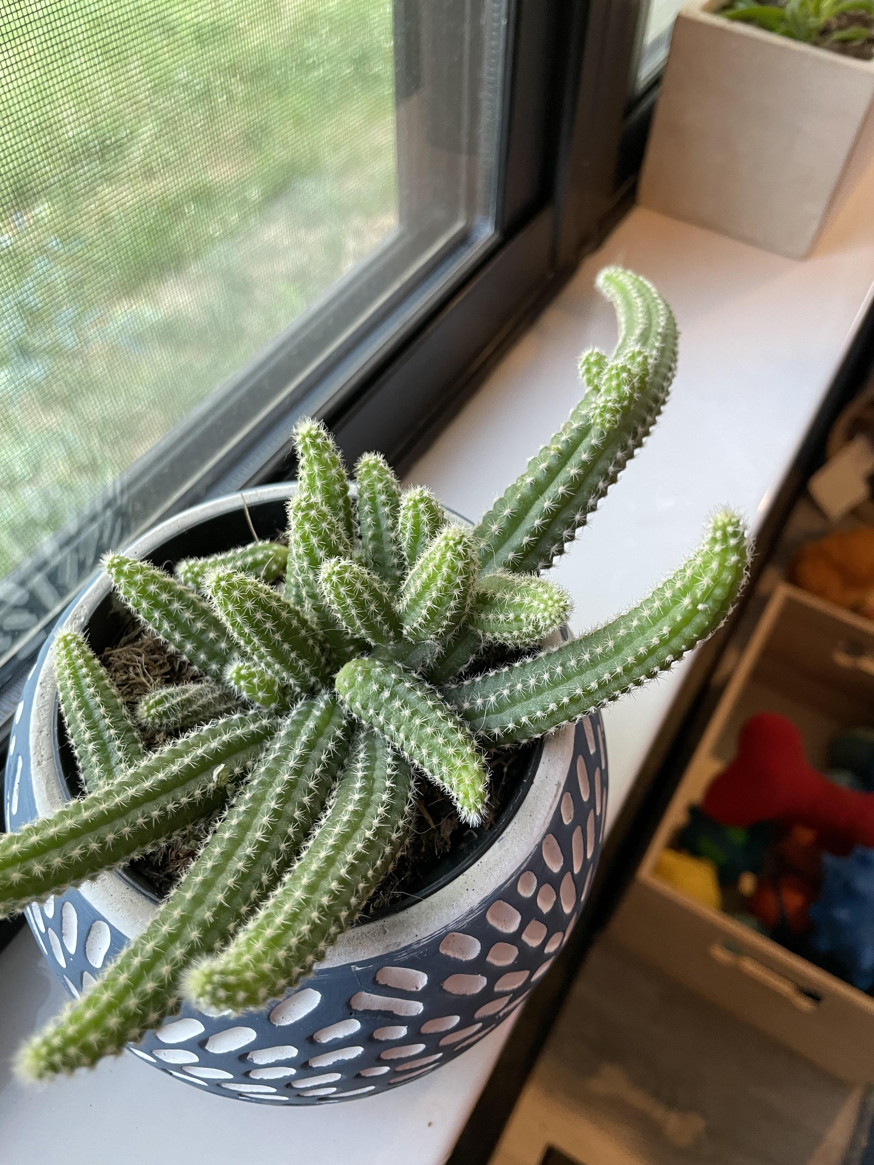 What does it mean that my peanut cactus is drooping a little bit? r/cacti