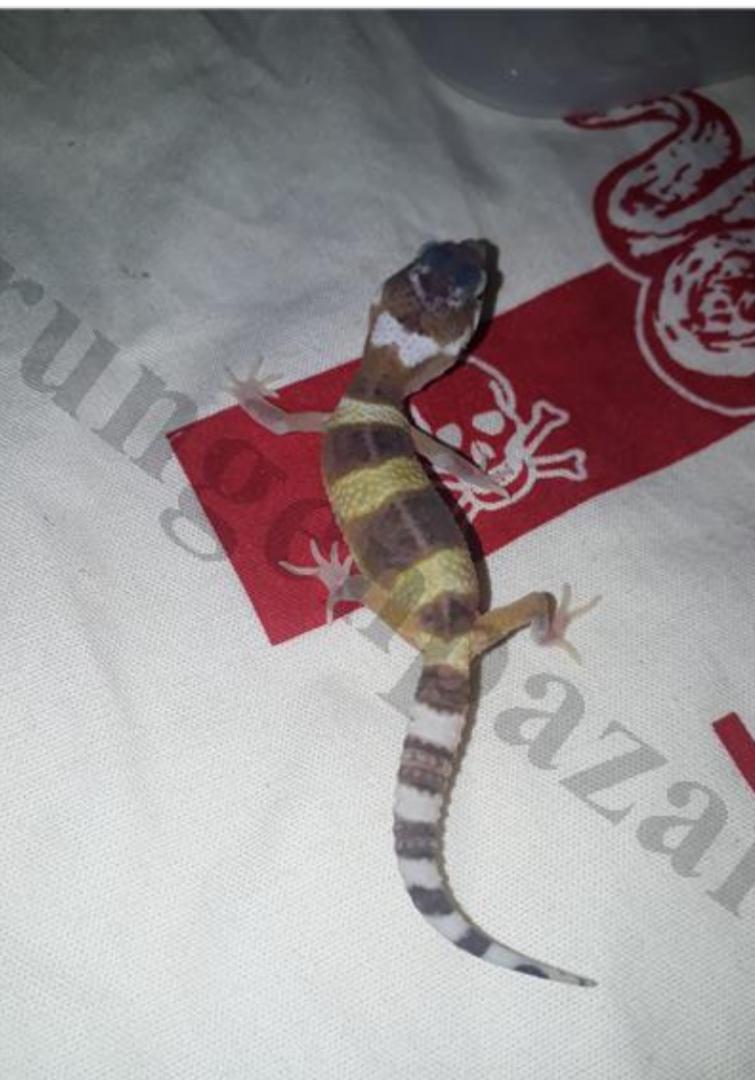 I saw this gecko in a local forum it was pretty cheap considering