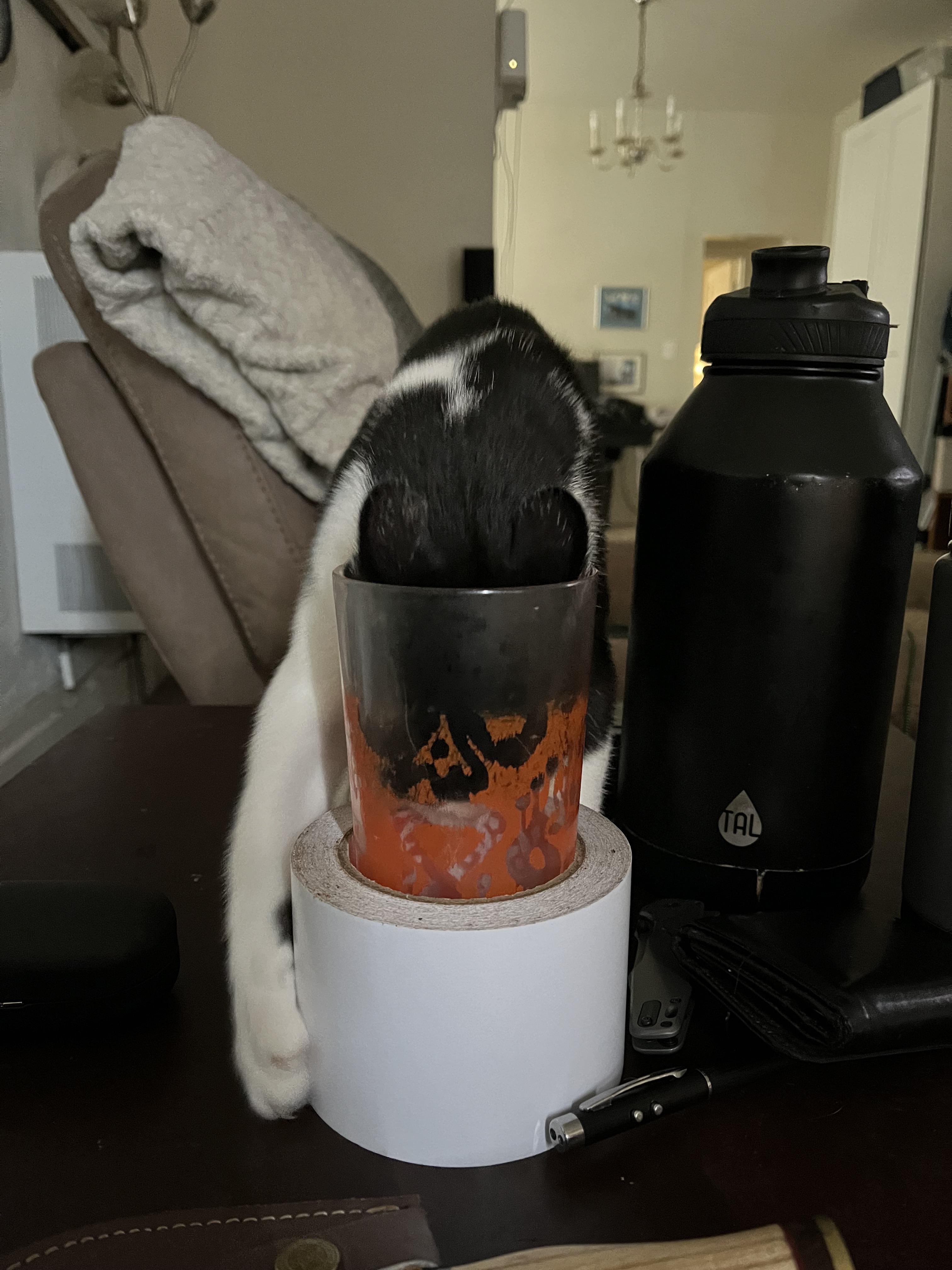 Who needs a water bowl when I can just shove my head all the way down