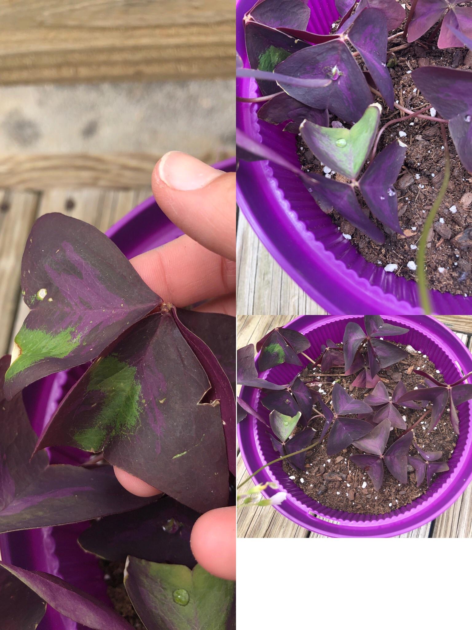 Can anyone tell me what these green spots are on my Purple Shamrock