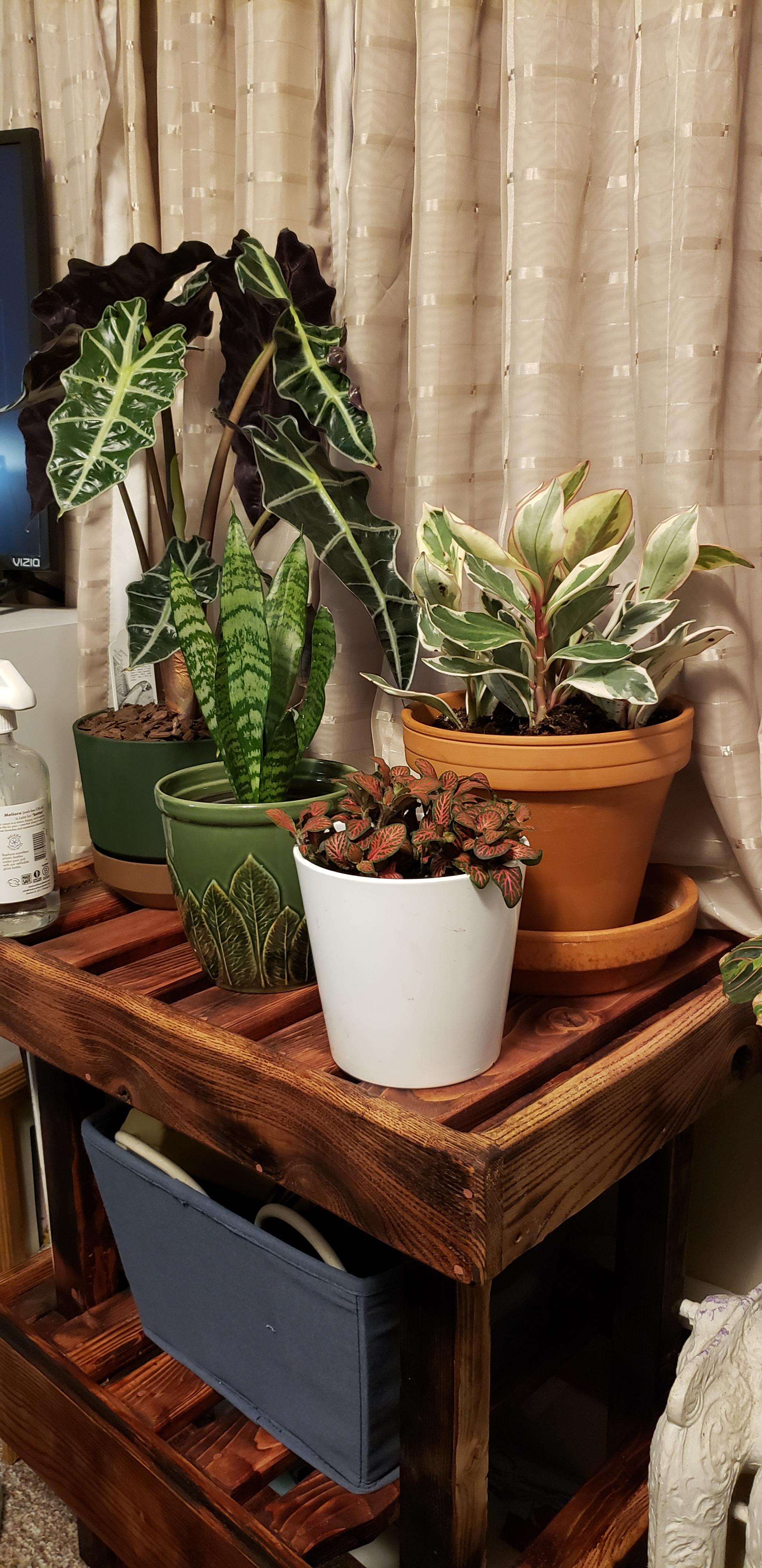 My boyfriend build me this beautiful plant stand on a whim, and I can't