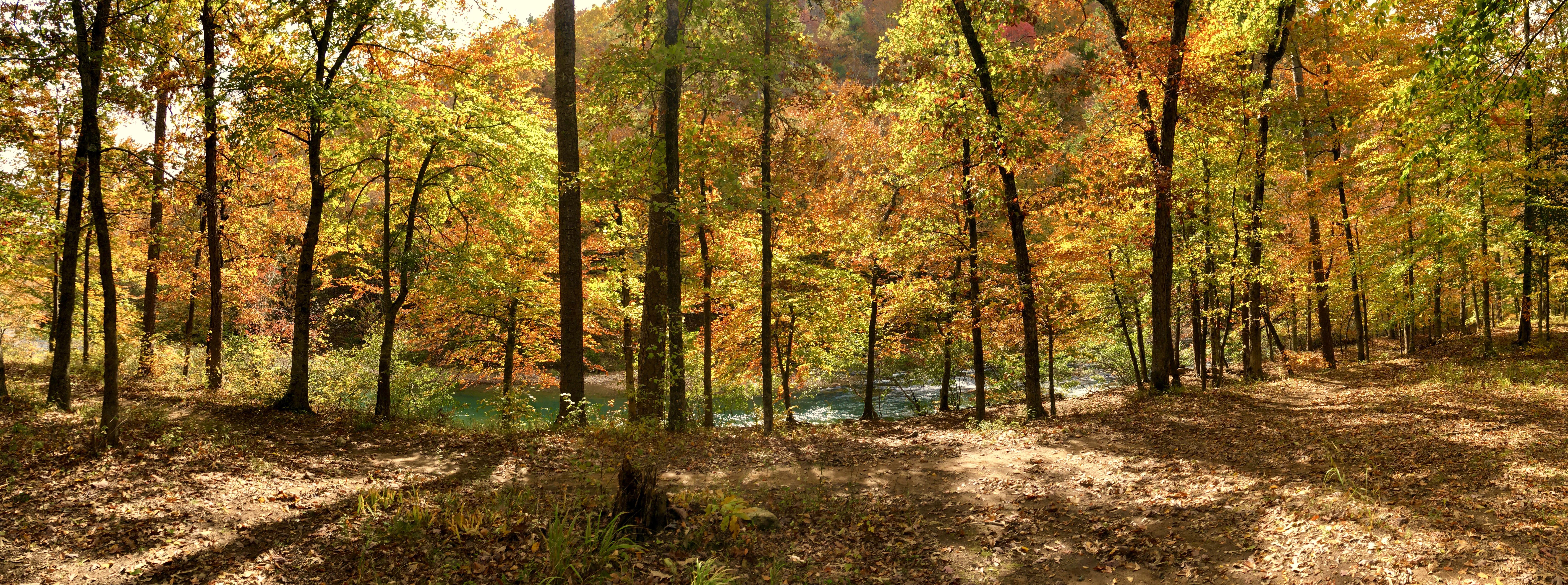 Autumn leaves on Eagle Rock Loop Trail, near Langley, AR, USA. r/hiking