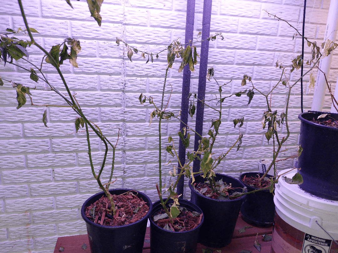 Waterlogged Plants are Dying r/houseplants