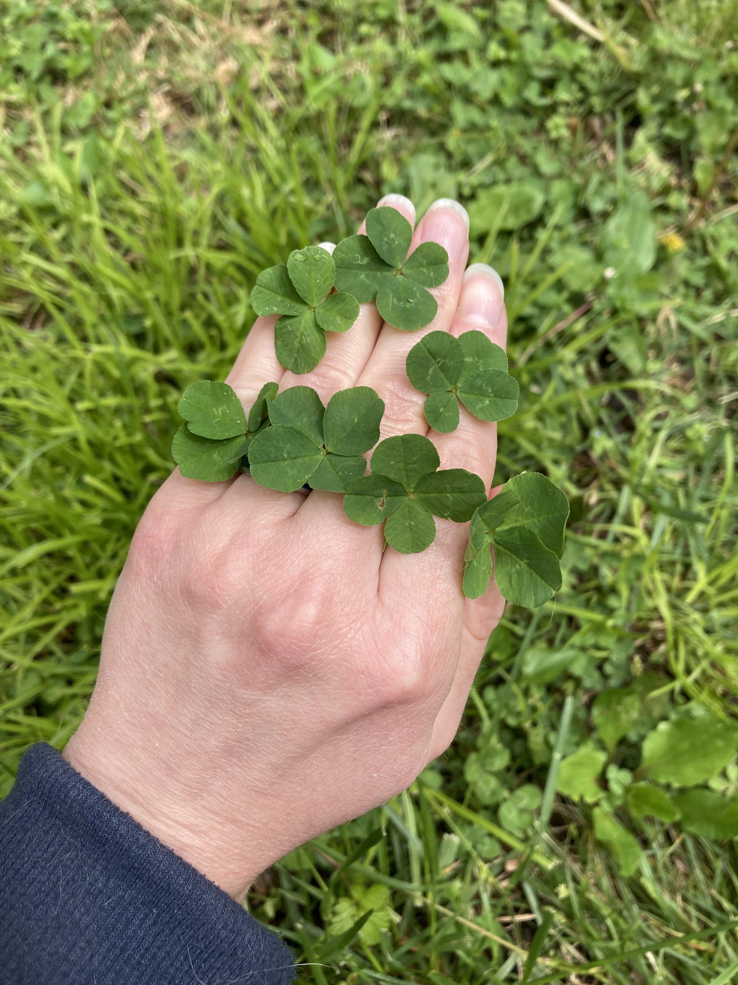 I found 7 fourleaf clovers. r/mildlyinteresting