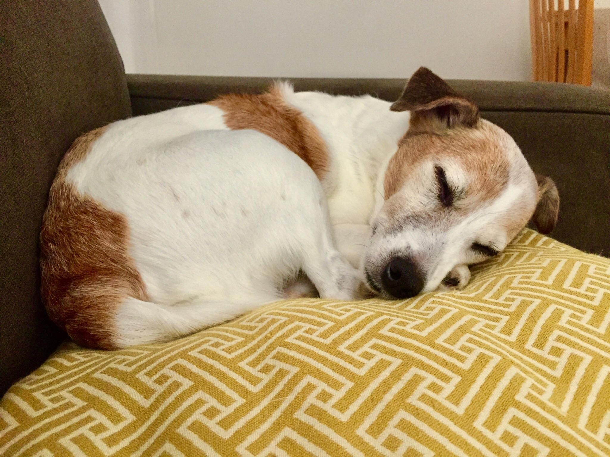 She always sleeps on her feet... r/jackrussellterrier