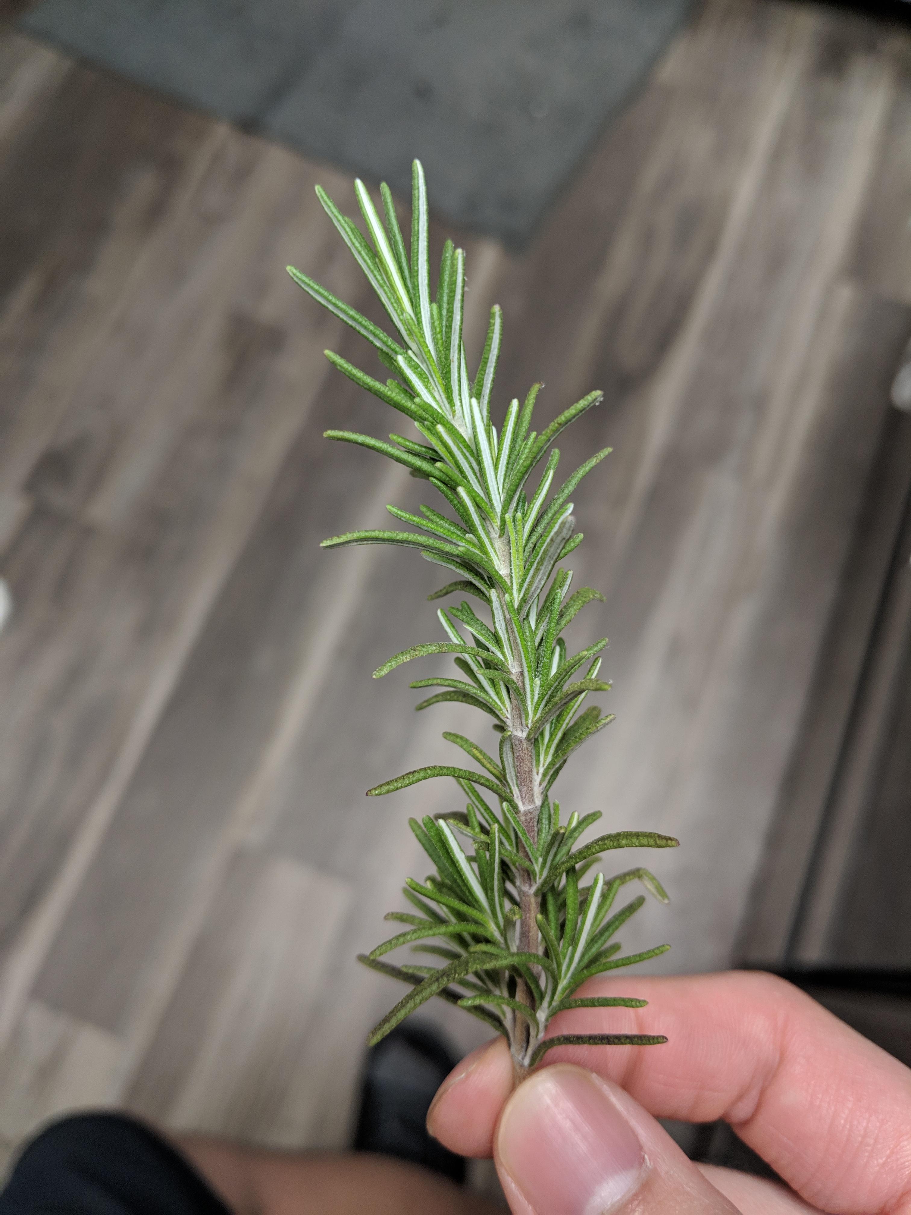 Is this Rosemary? Plucked from bush near me r/herbs