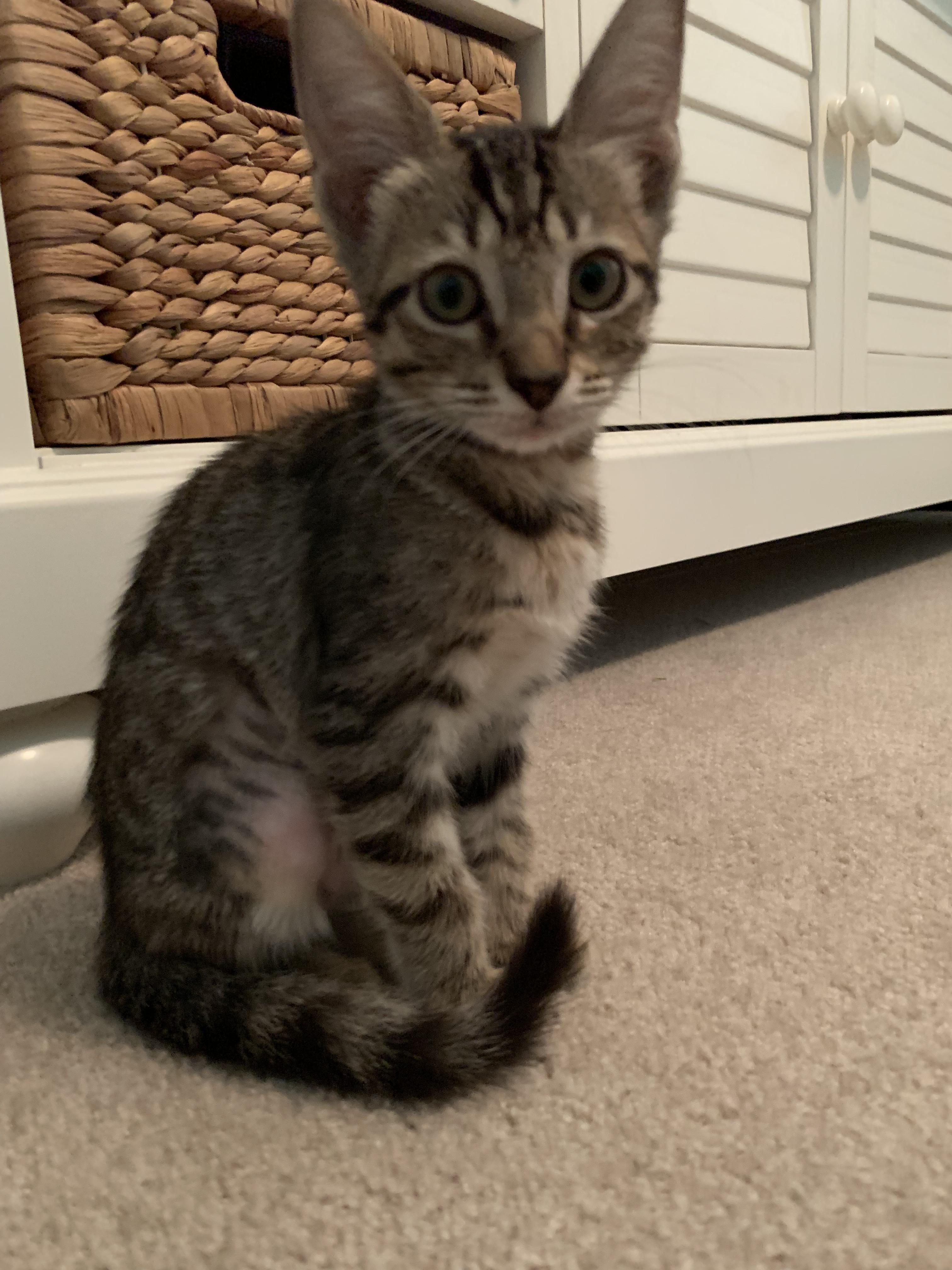Brought home this little troublemaker today... name
