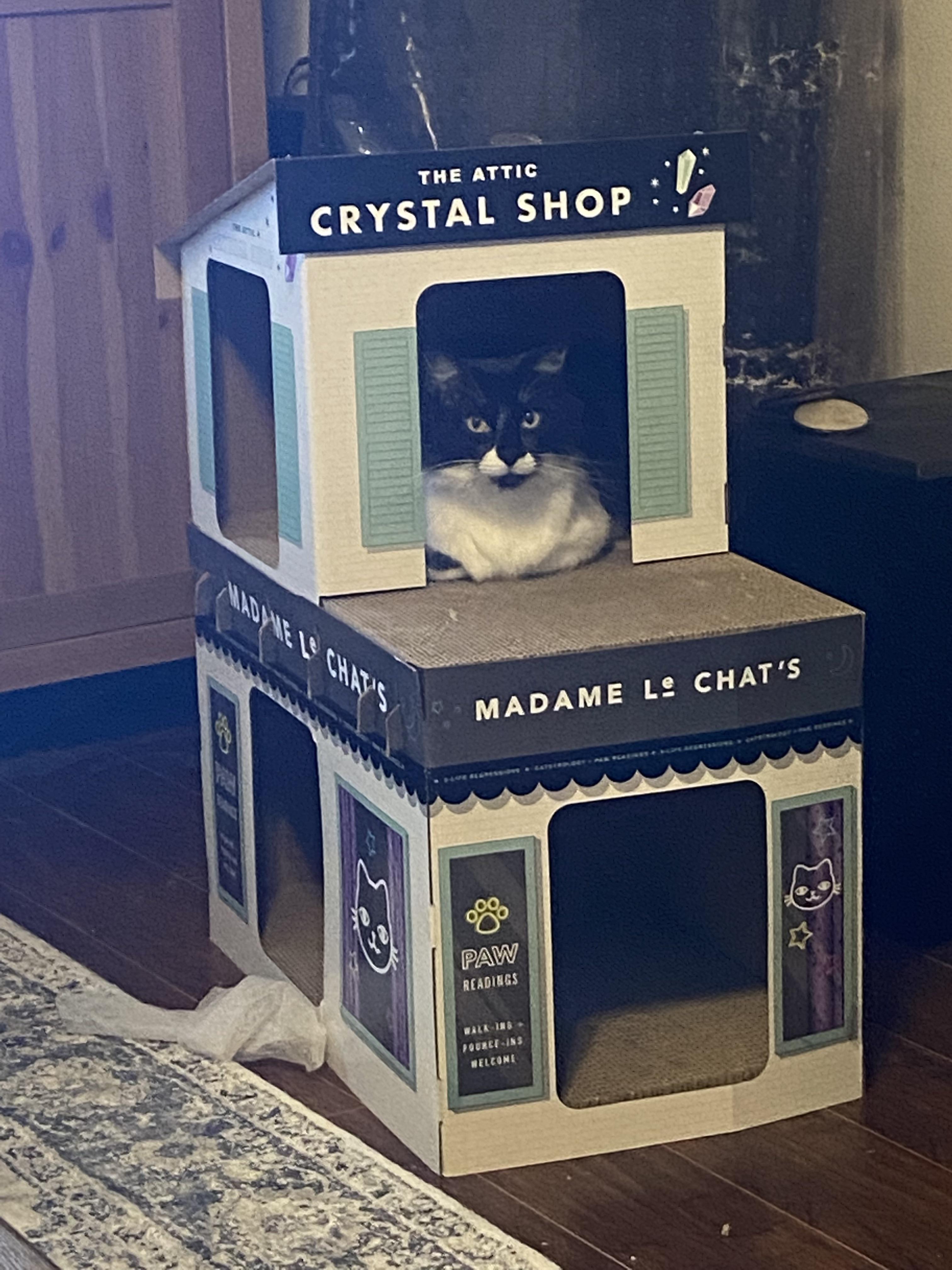 Target does have the cutest cat houses 😻 r/cats