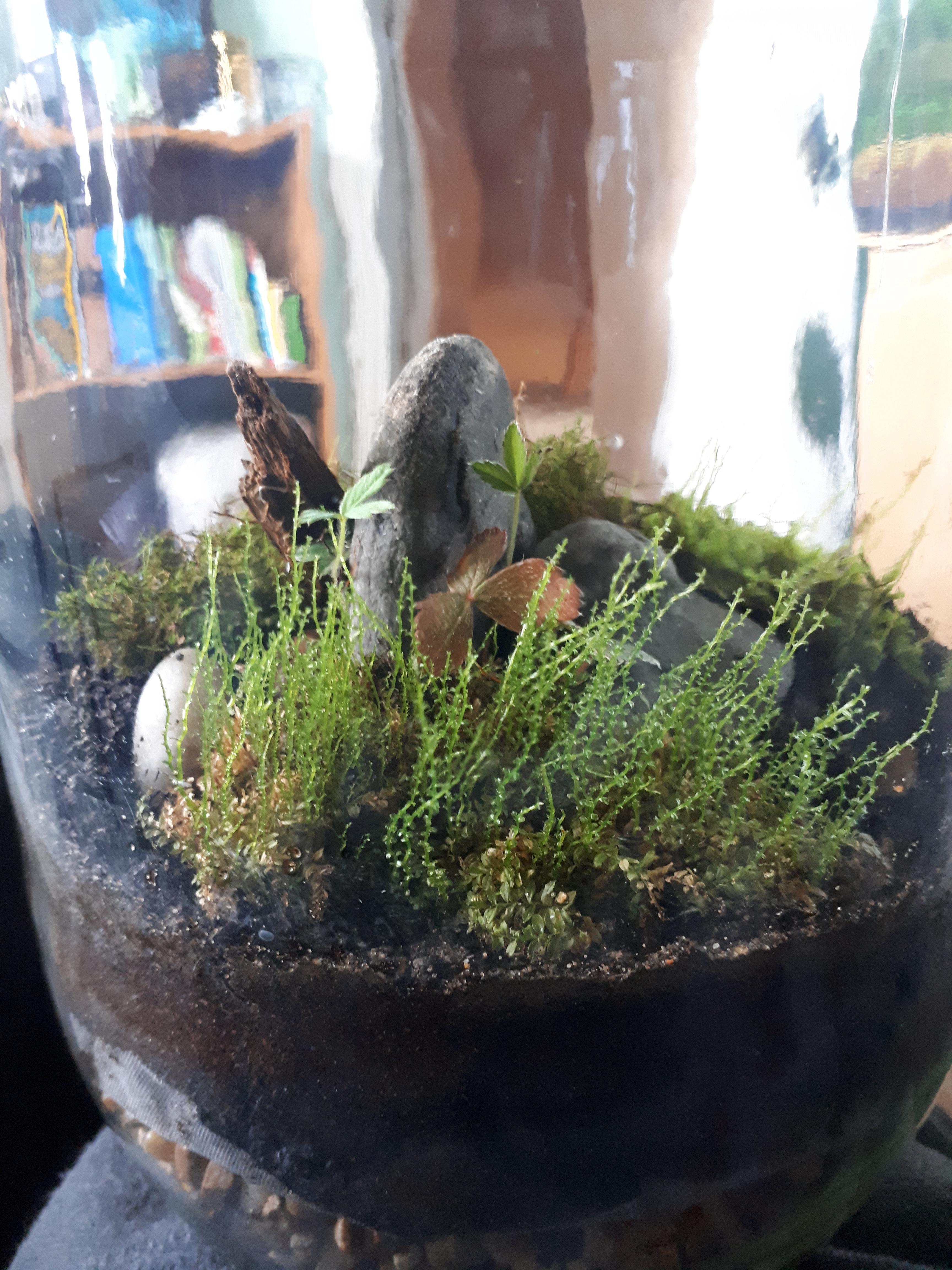 My Poison Ivy Terrarium r/terrariums