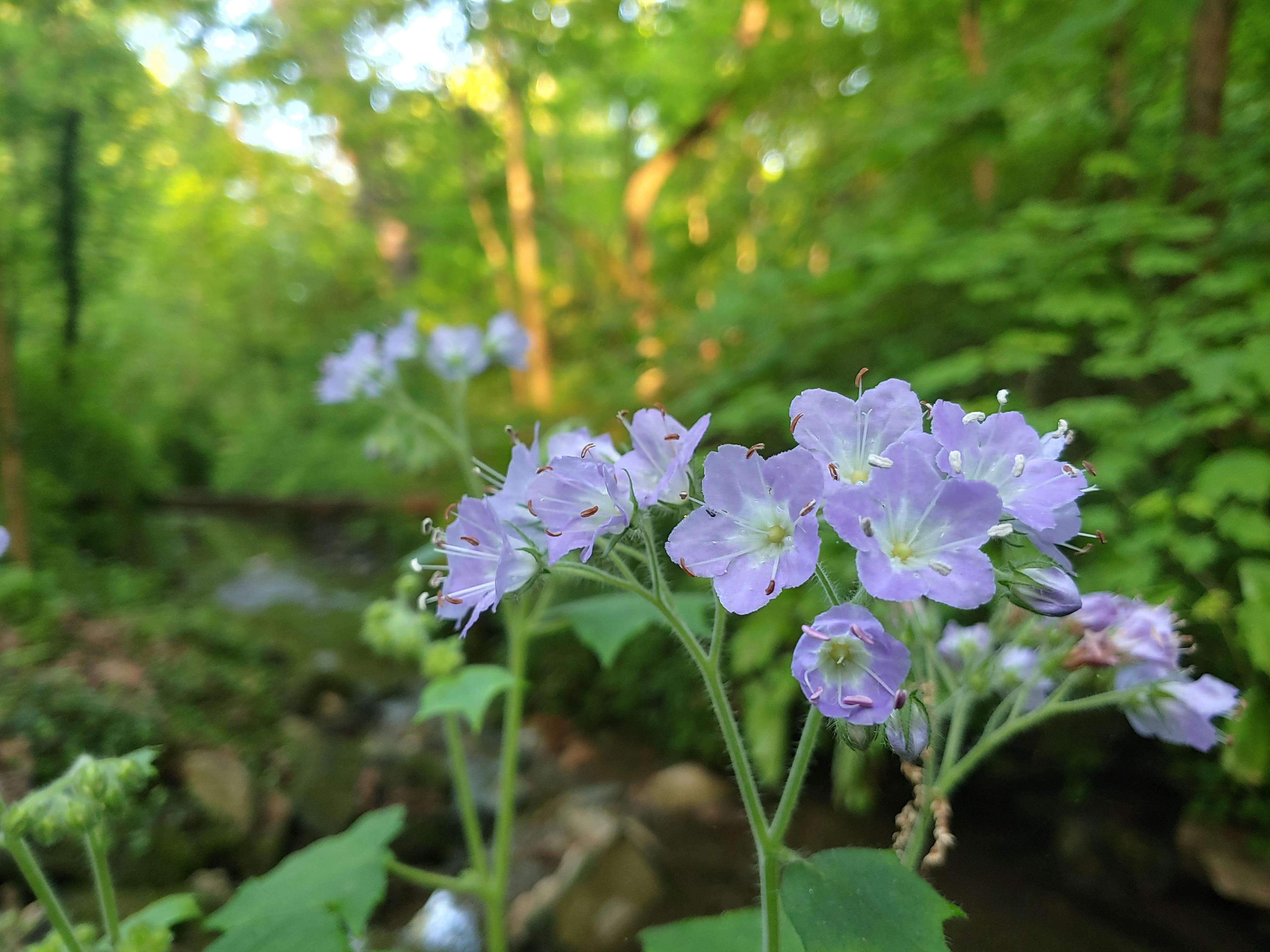 Wildflower blooming in Central Ohio r/whatsthisplant