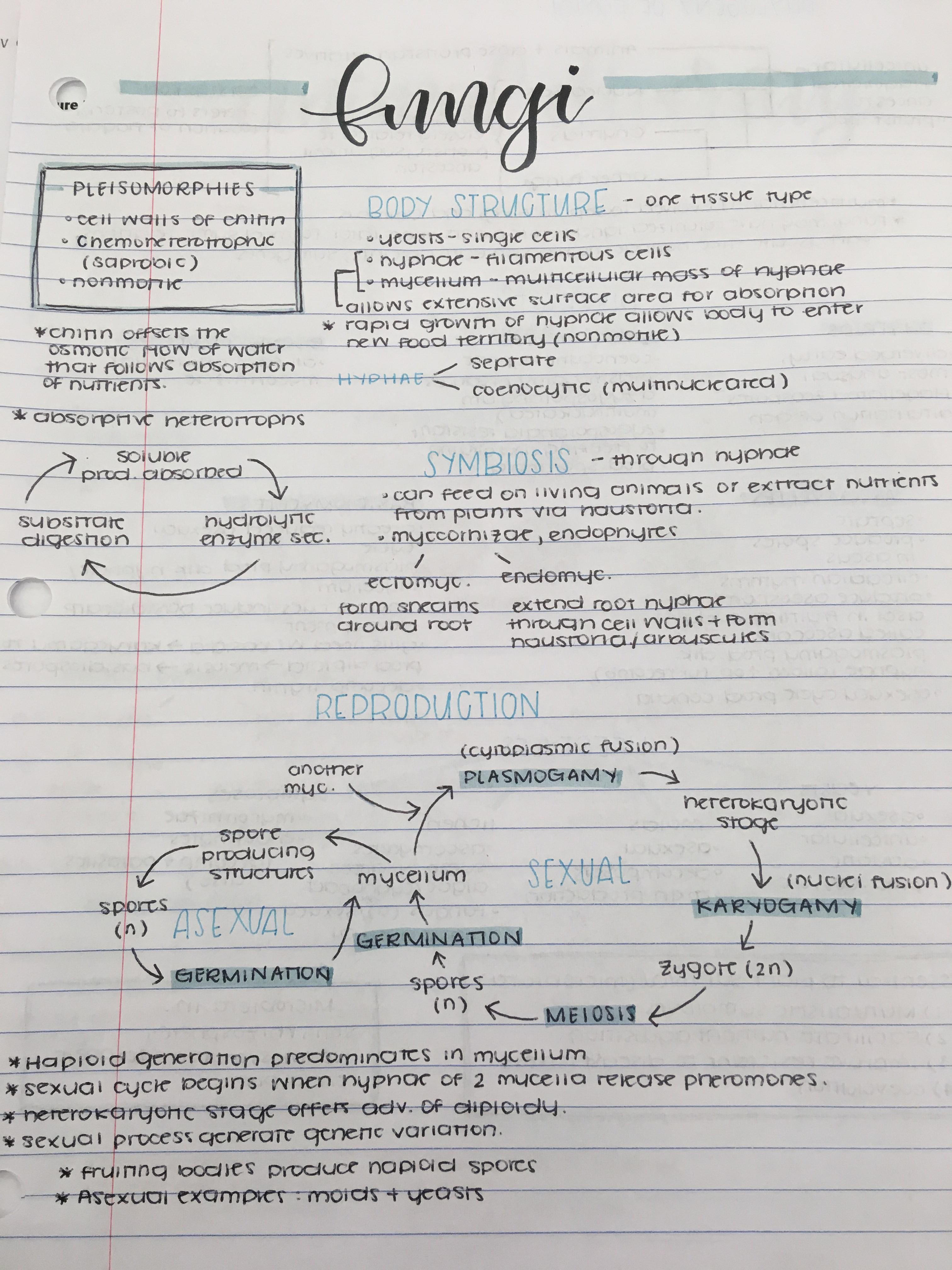 My friend’s biology notes r/PenmanshipPorn