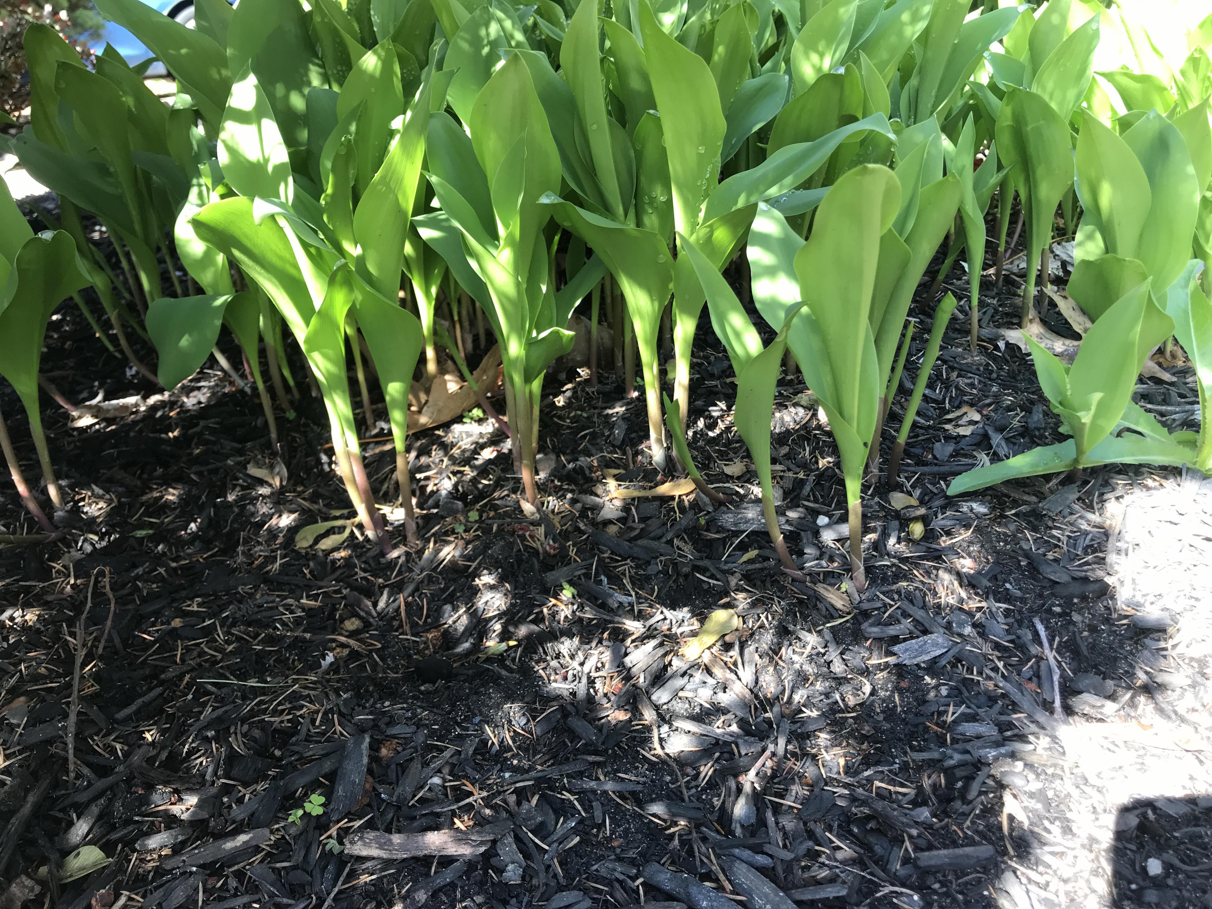 Are these ramps?! r/foraging