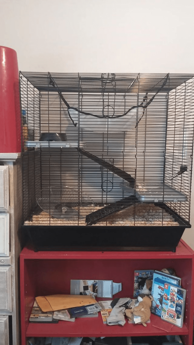 Cage for 2 rats coming in tommorrow, hope they enjoy! r/RATS