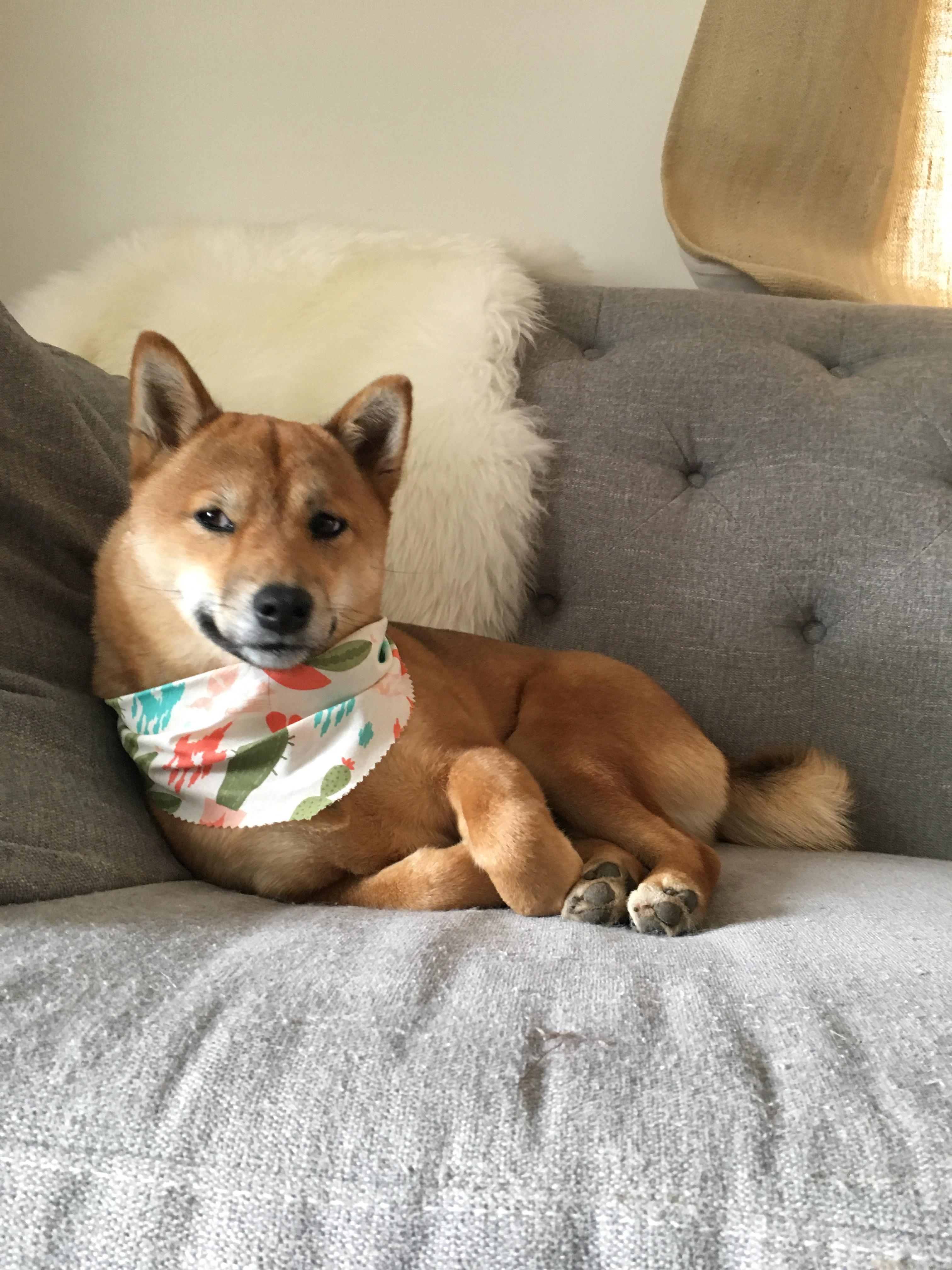 Sassy Shiba Sports Succulent Scarf shiba
