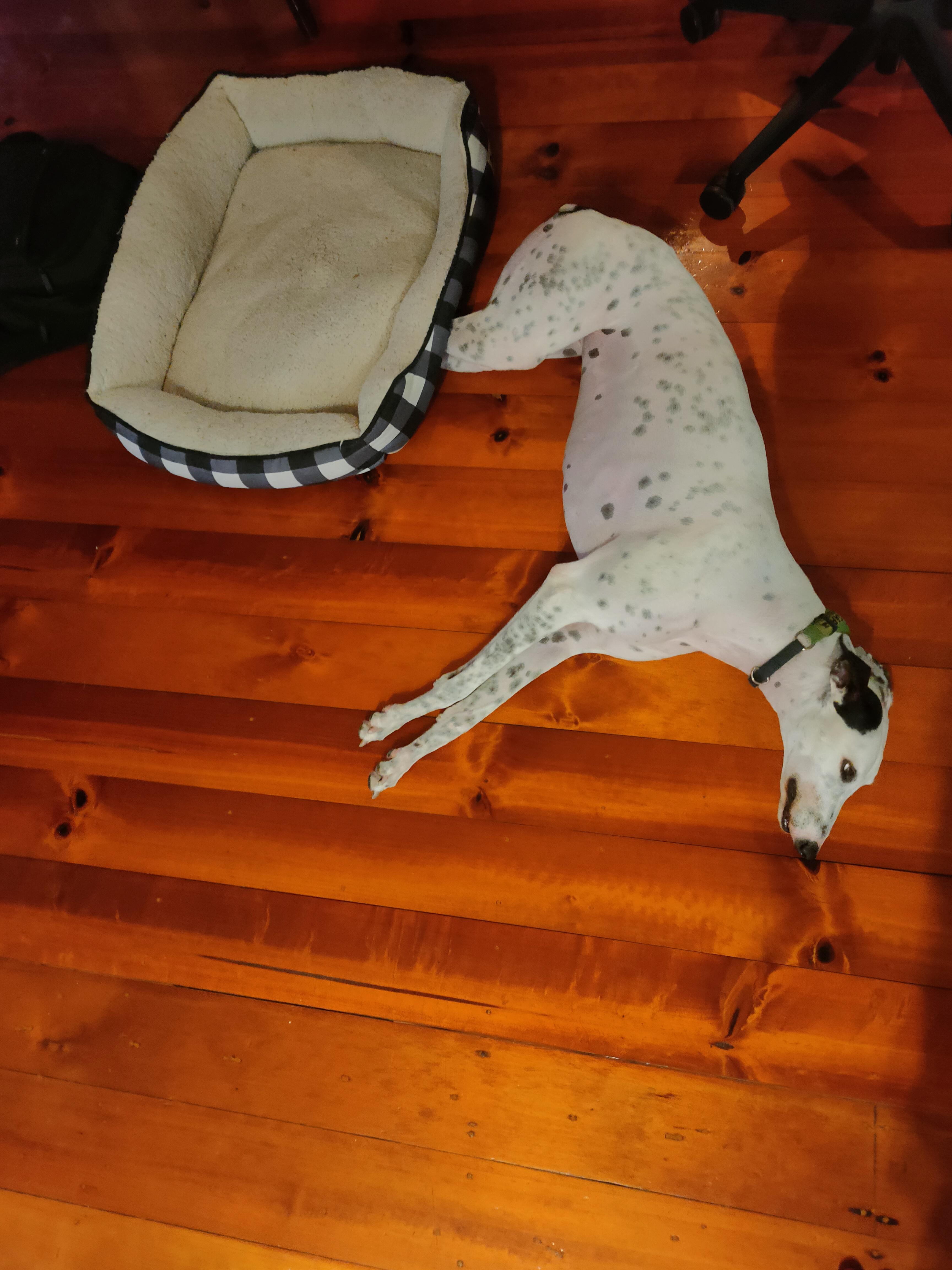 How to use a bed correctly r/Greyhounds