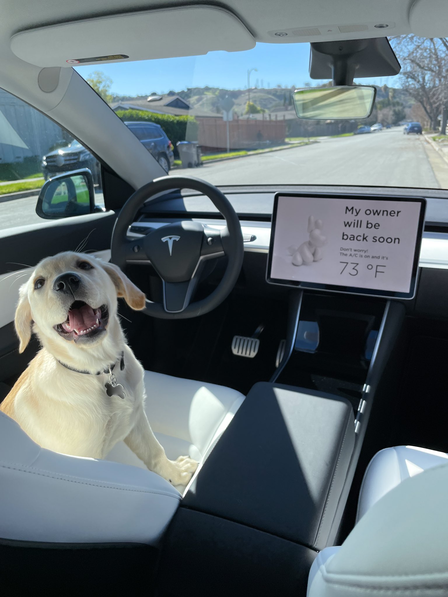 Doggo mode tesla r/animalsincars