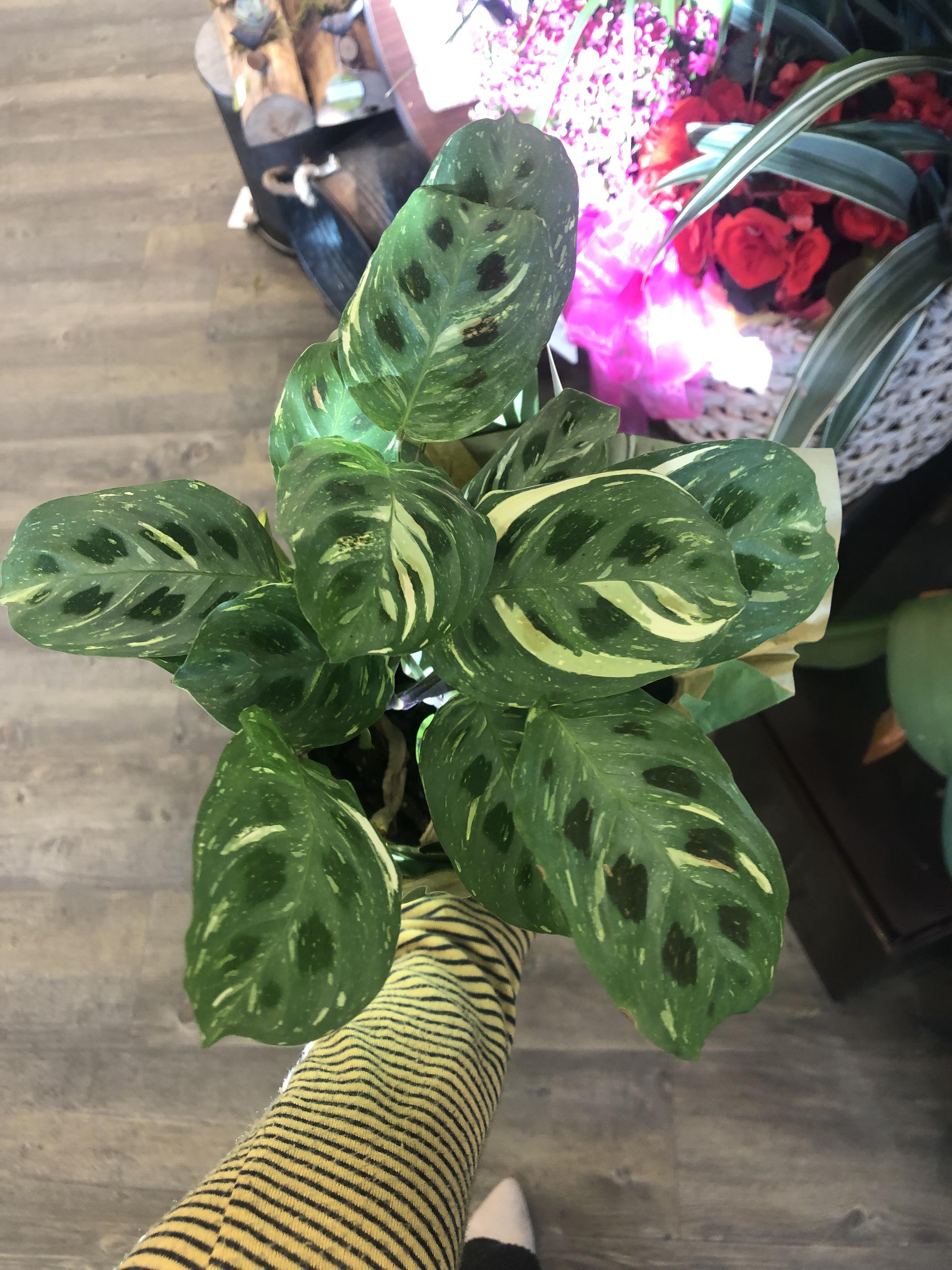I found a variegated prayer plant at a grocery store (on a no buy so I