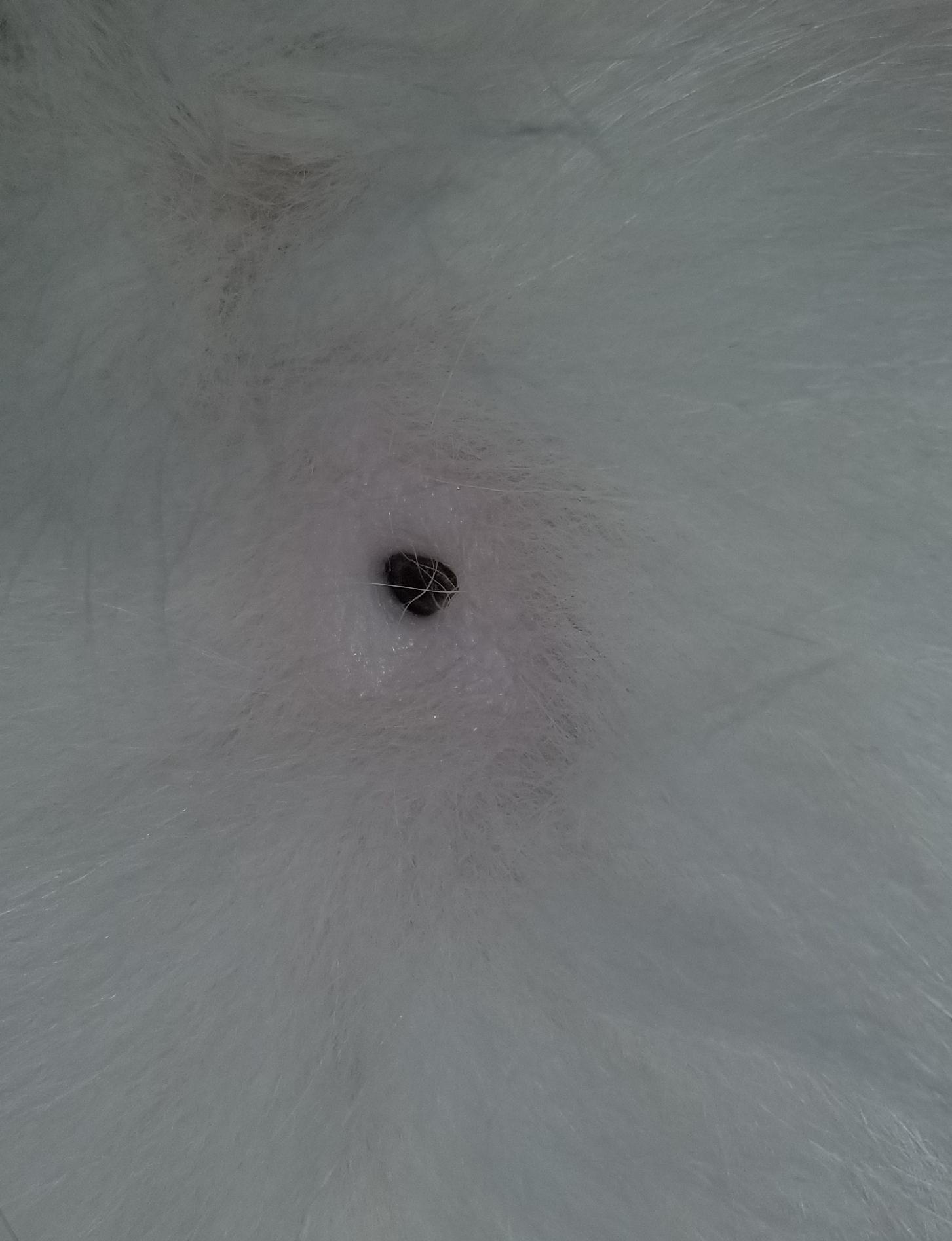 Black nipple on male cat?? Anyone encountered this? r/PetAdvice