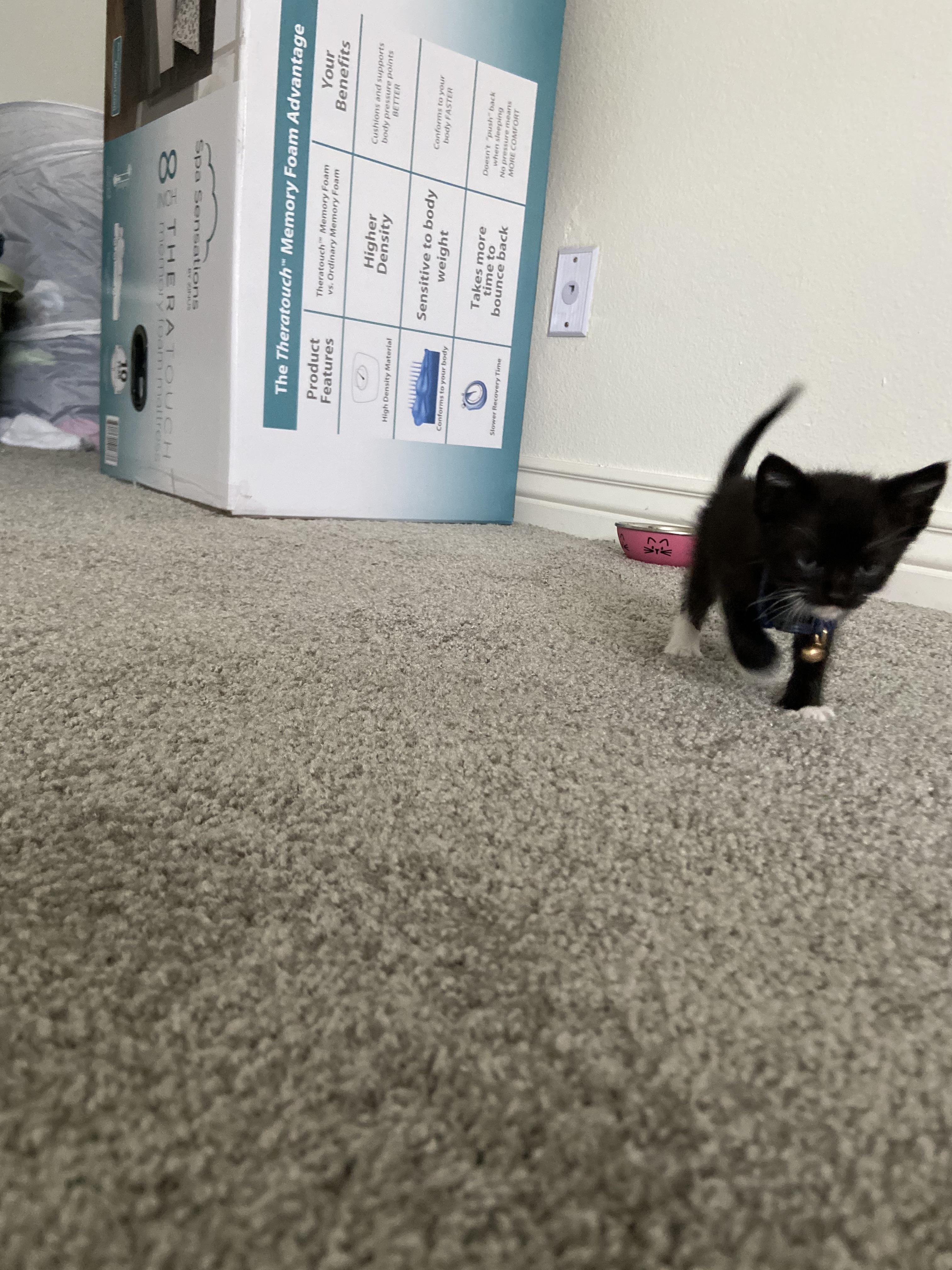 Khám phá hơn 80+ cinnamoroll breed đỉnh nhất B1 Business One