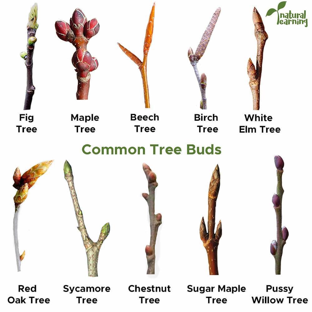 Common tree buds 🌳 r/coolguides