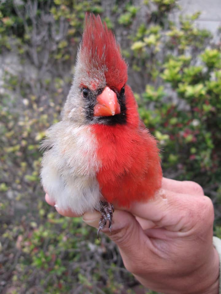 A northern cardinal found in Texas with bilateral gynandromorphism, a