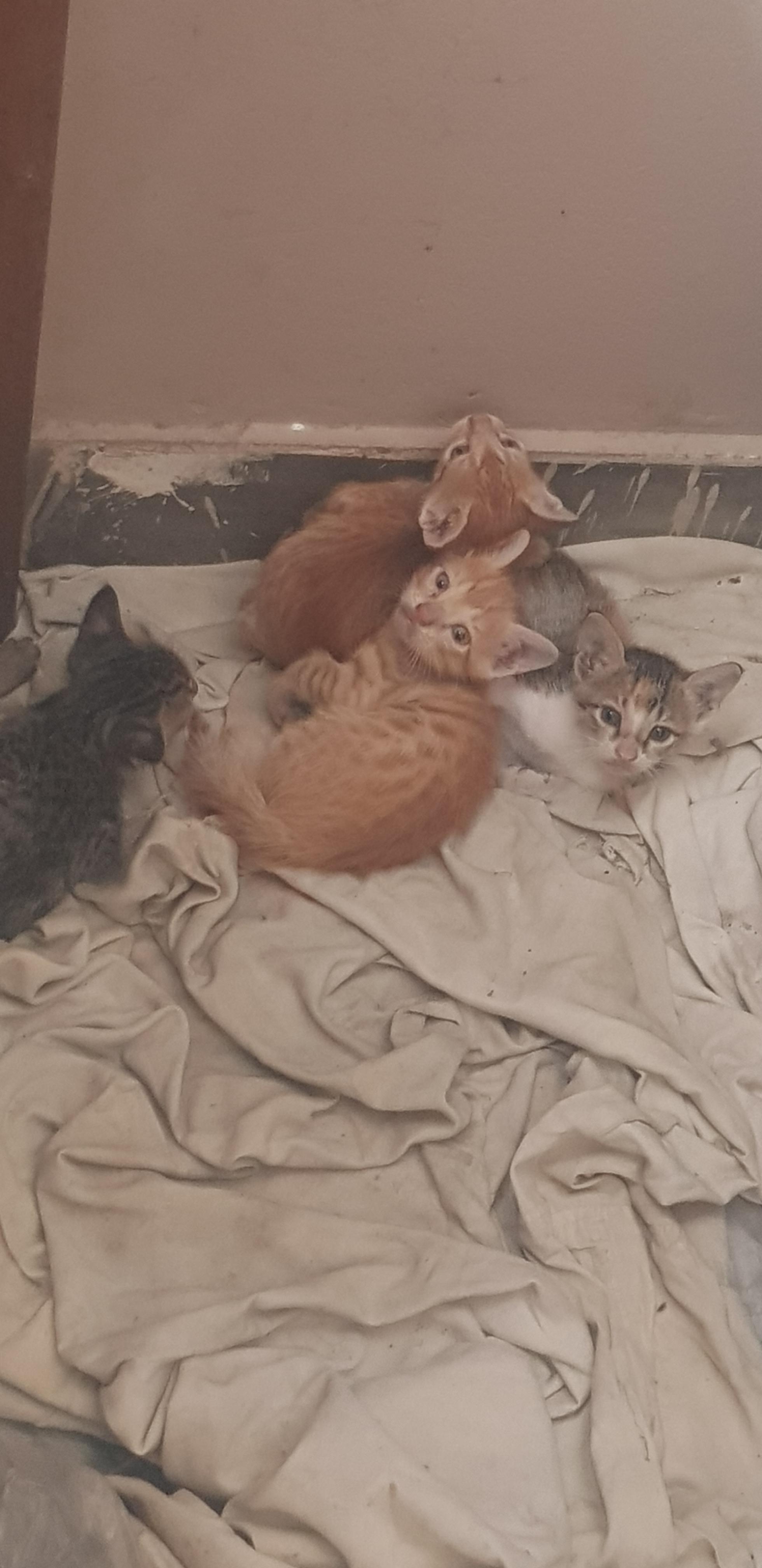My cat gave birth! r/tinyorangekittens