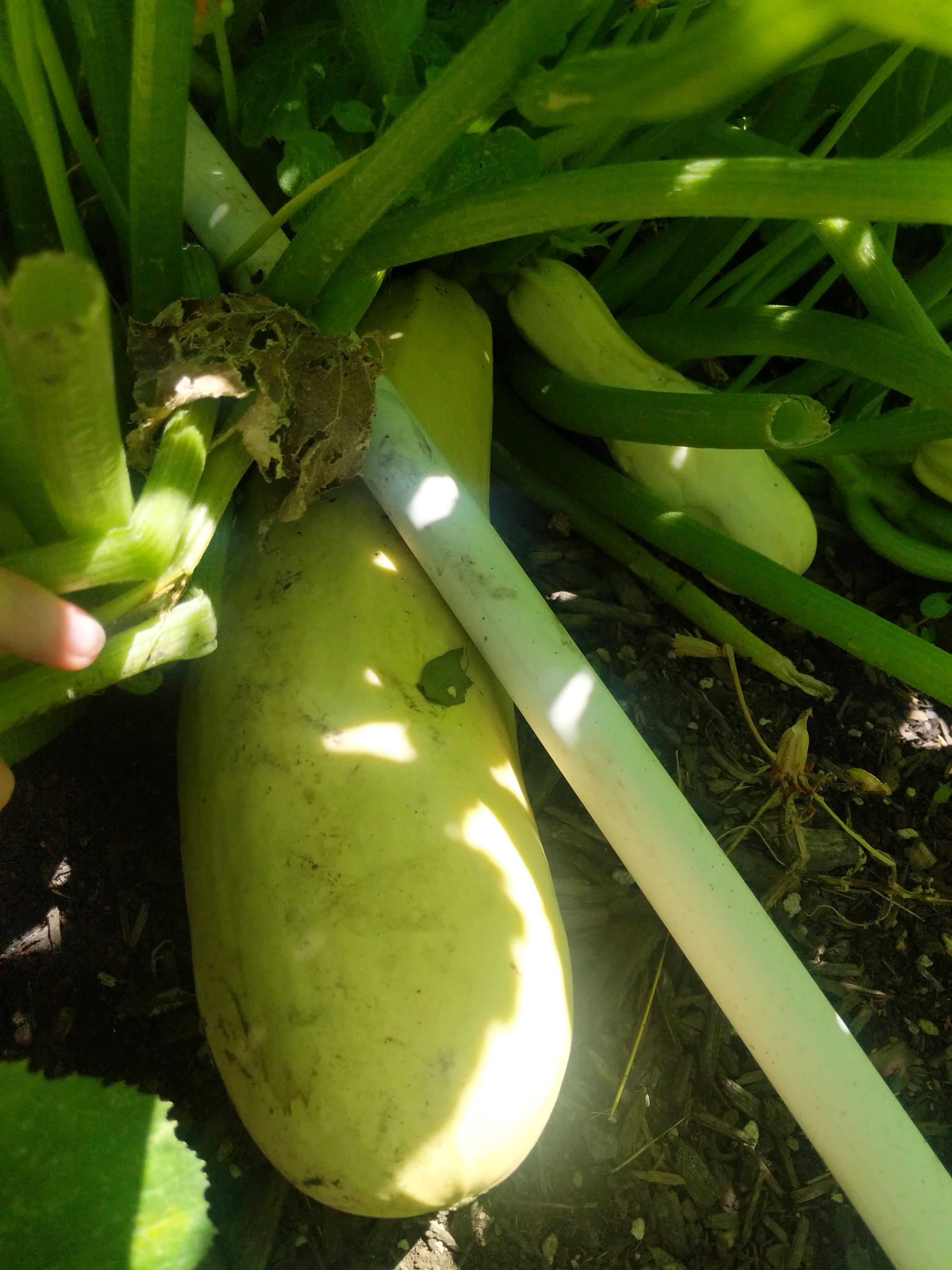 Green zucchini won't turn green. I have this massive zucchini that has