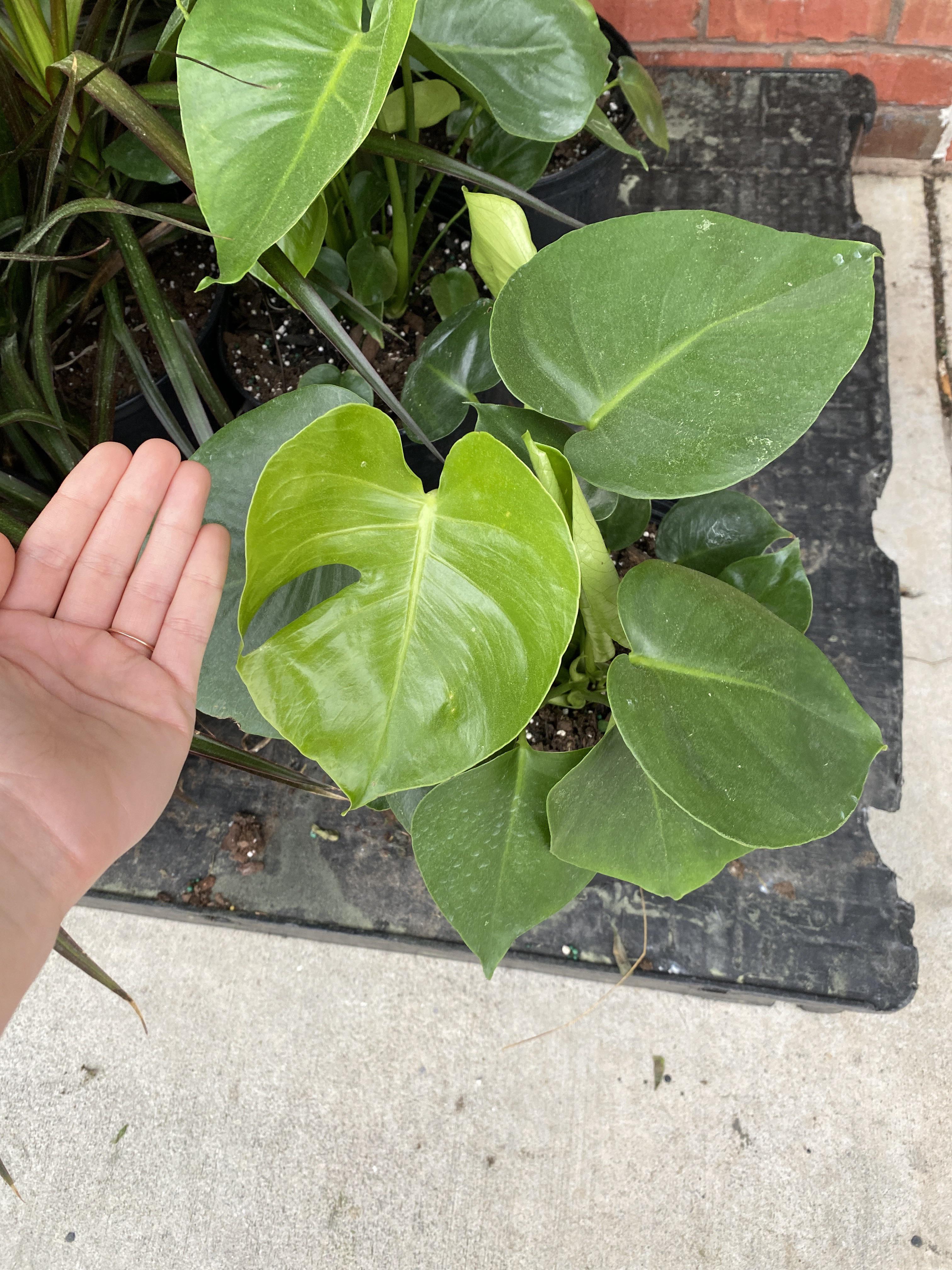 What does my local Kroger have for sale? r/houseplants