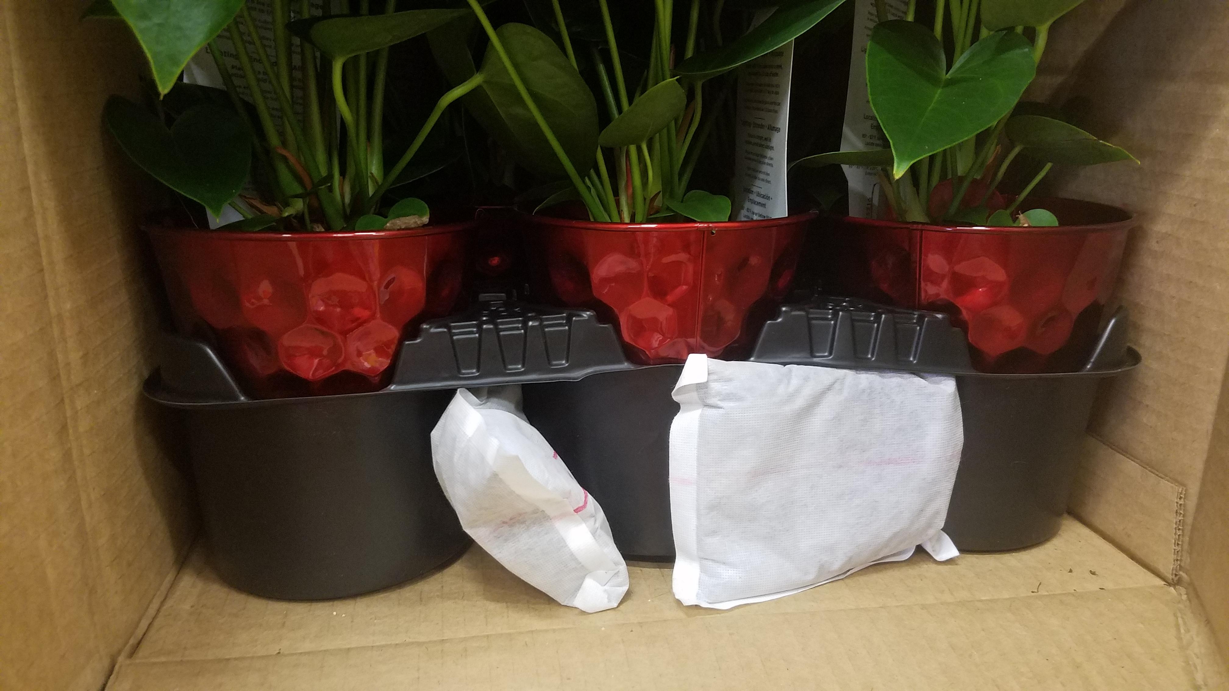These tropical house plants were shipped with hand warmers in the boxes