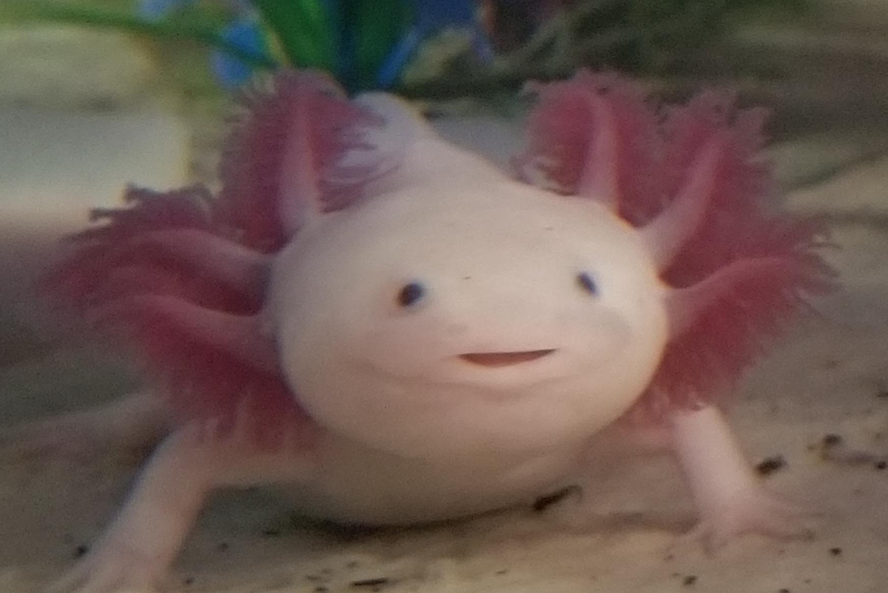 The cutest axolotl ever ☺ r/axolotls