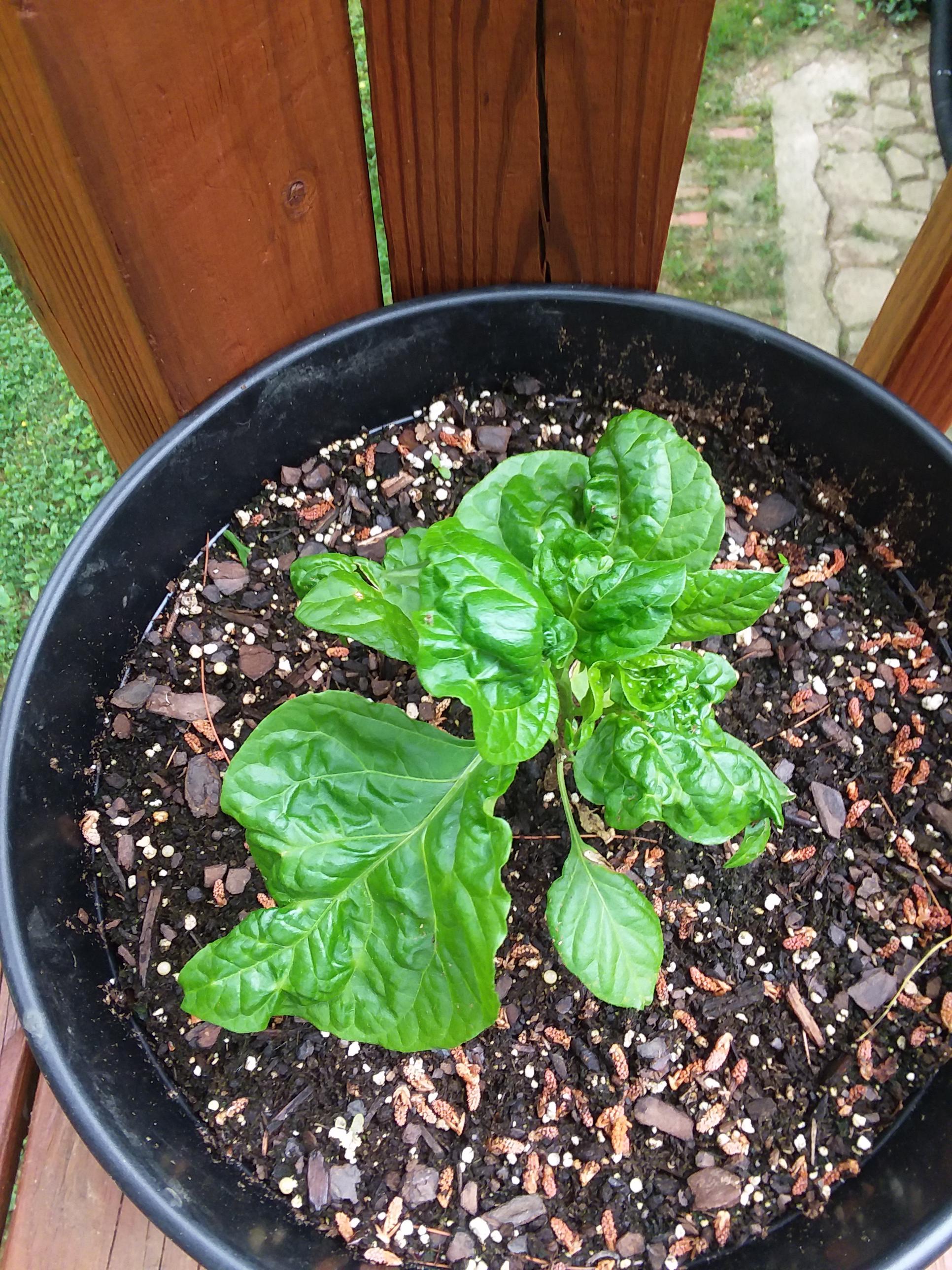 Carolina Reaper pepper plant with severe leaf curl. What gives? Too