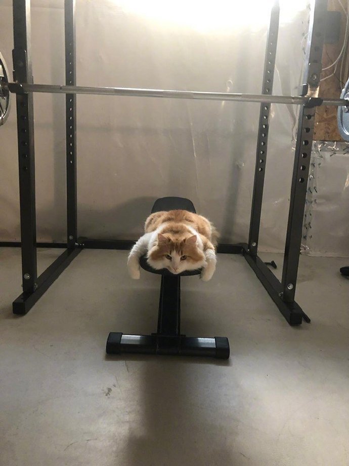 cat in gym r/aww