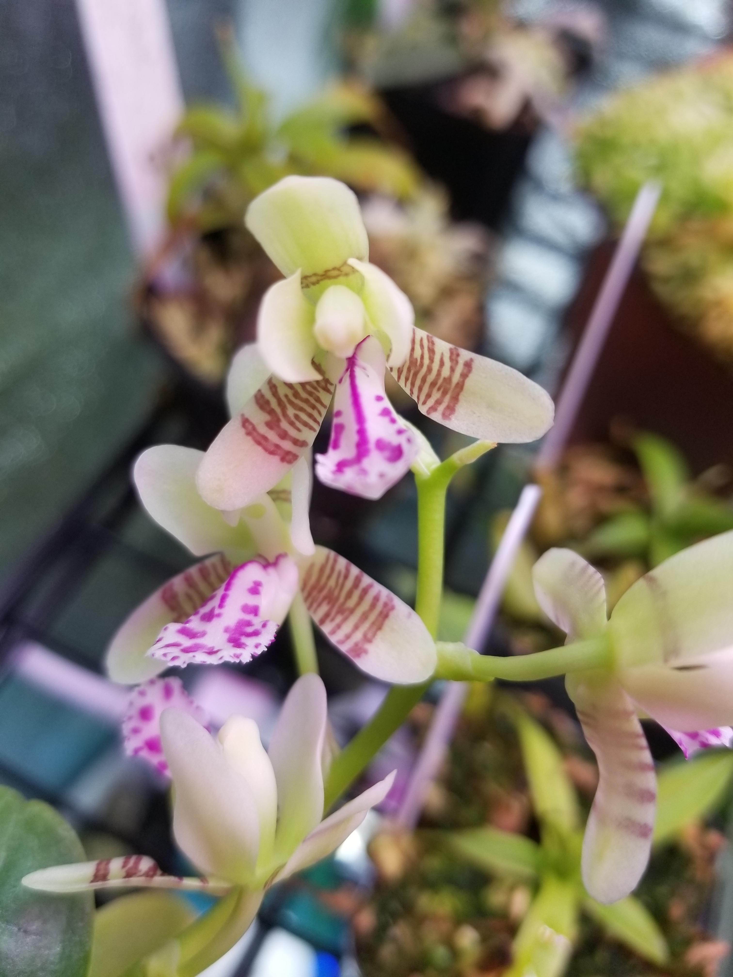 S. japonica smells like lemon pledge! r/orchids