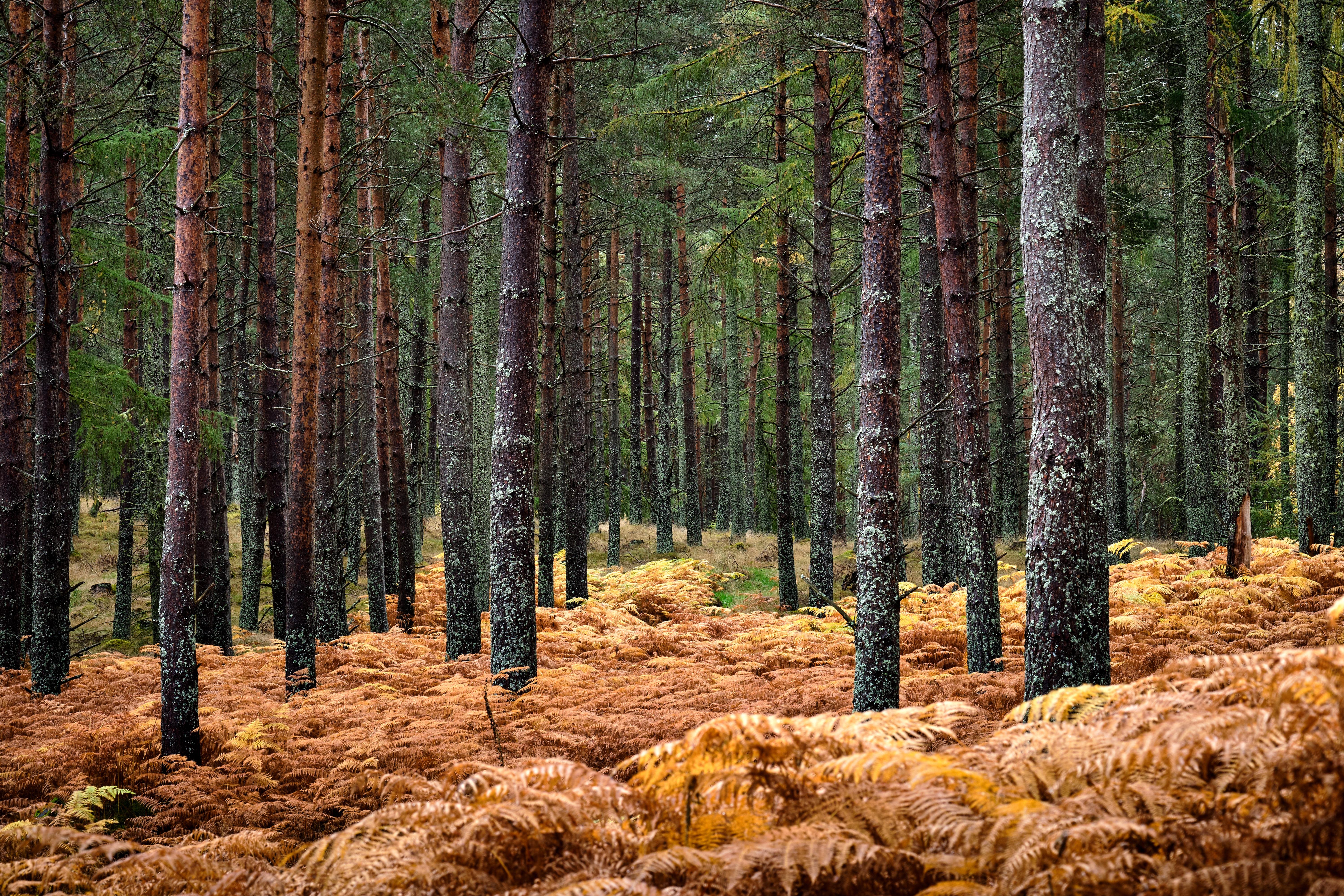 Fern forest, Marr Estate, Braemar, Scotland [6000x4000][OC] r/EarthPorn