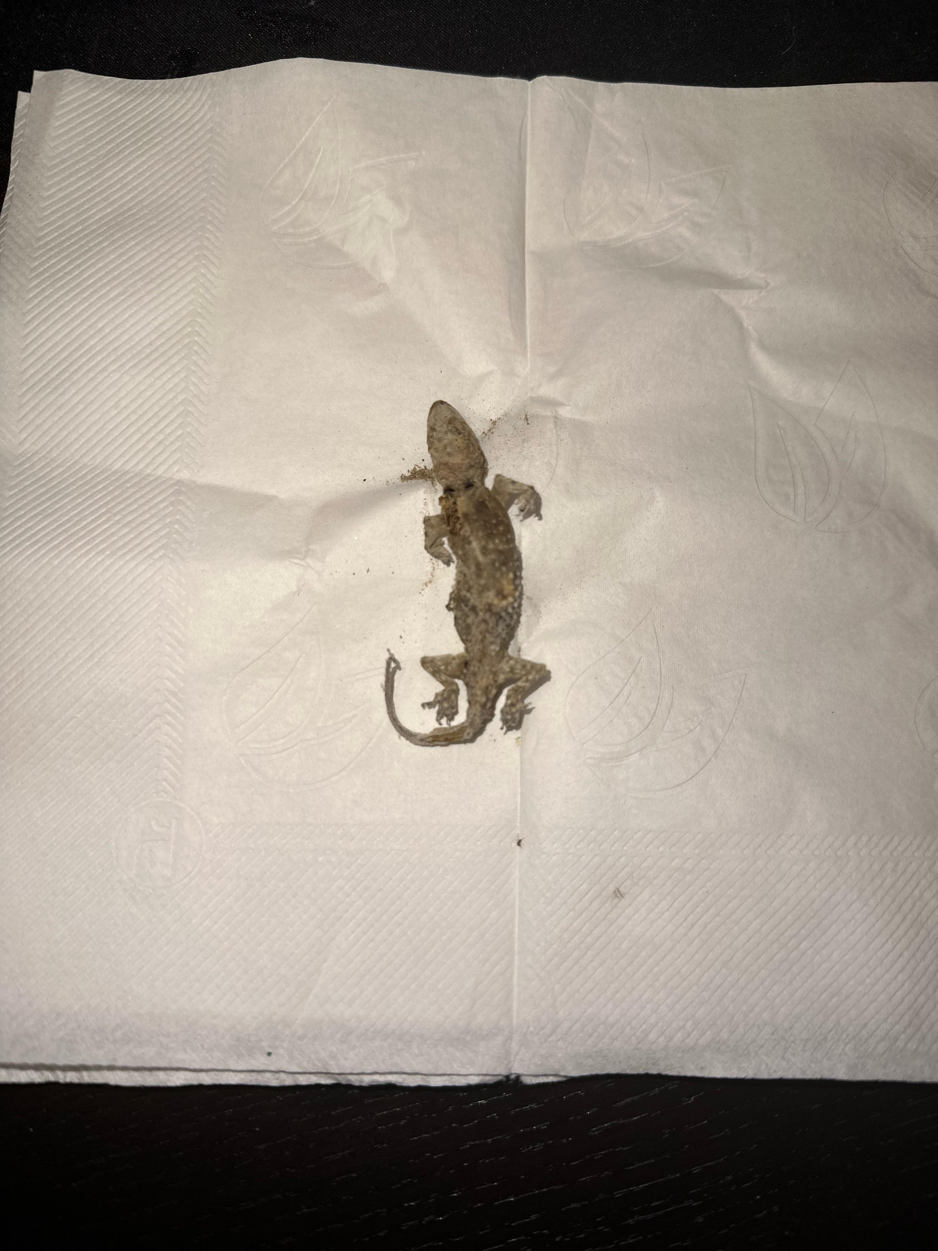 How to preserve dry lizard r/Taxidermy