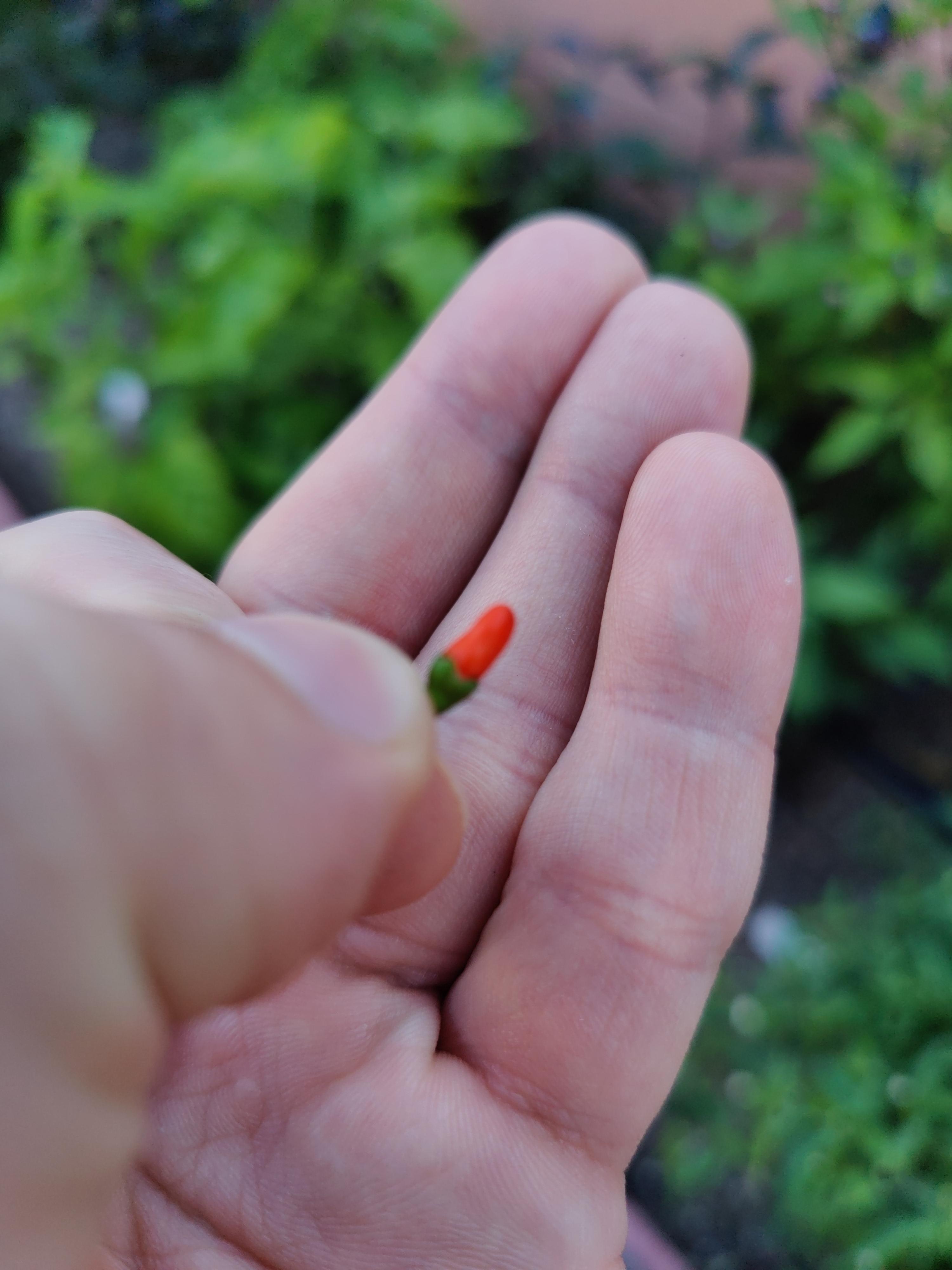 I grew the world's smallest pepper!!! r/PepperLovers