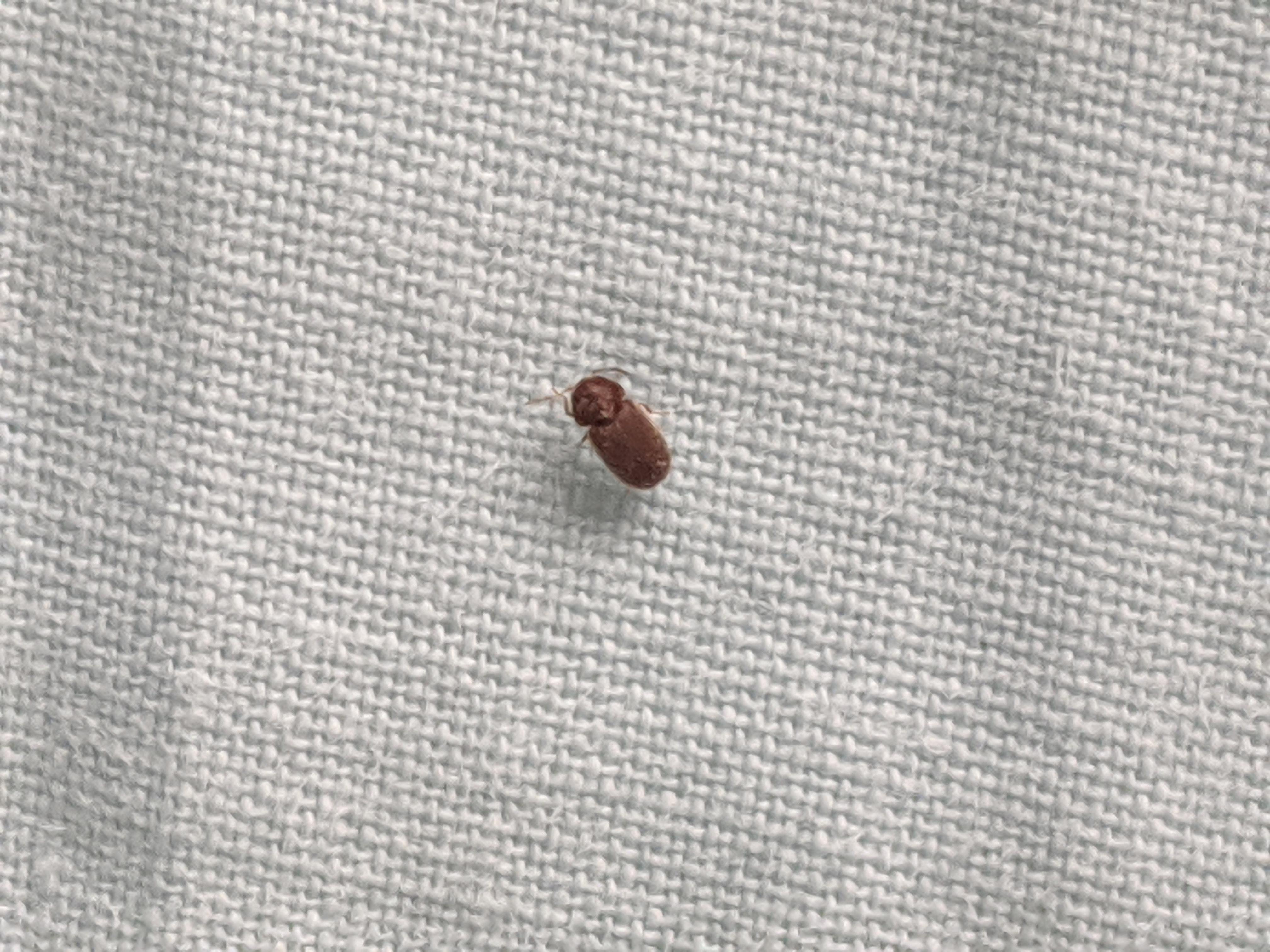 Found on my bed, I wash my sheets regularly and checked around the area