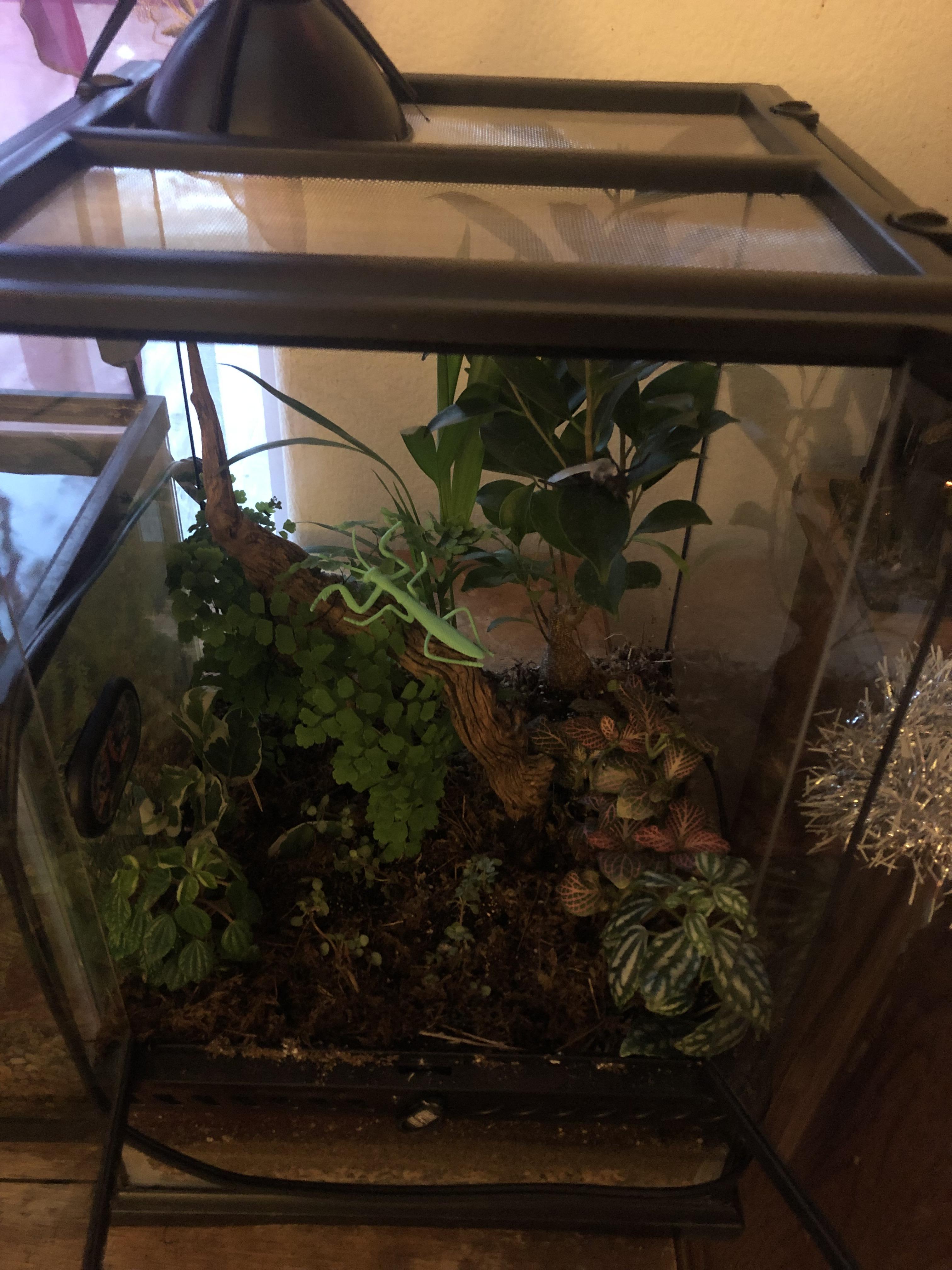 My terrarium for the mantis i’m getting in the spring! r/mantids