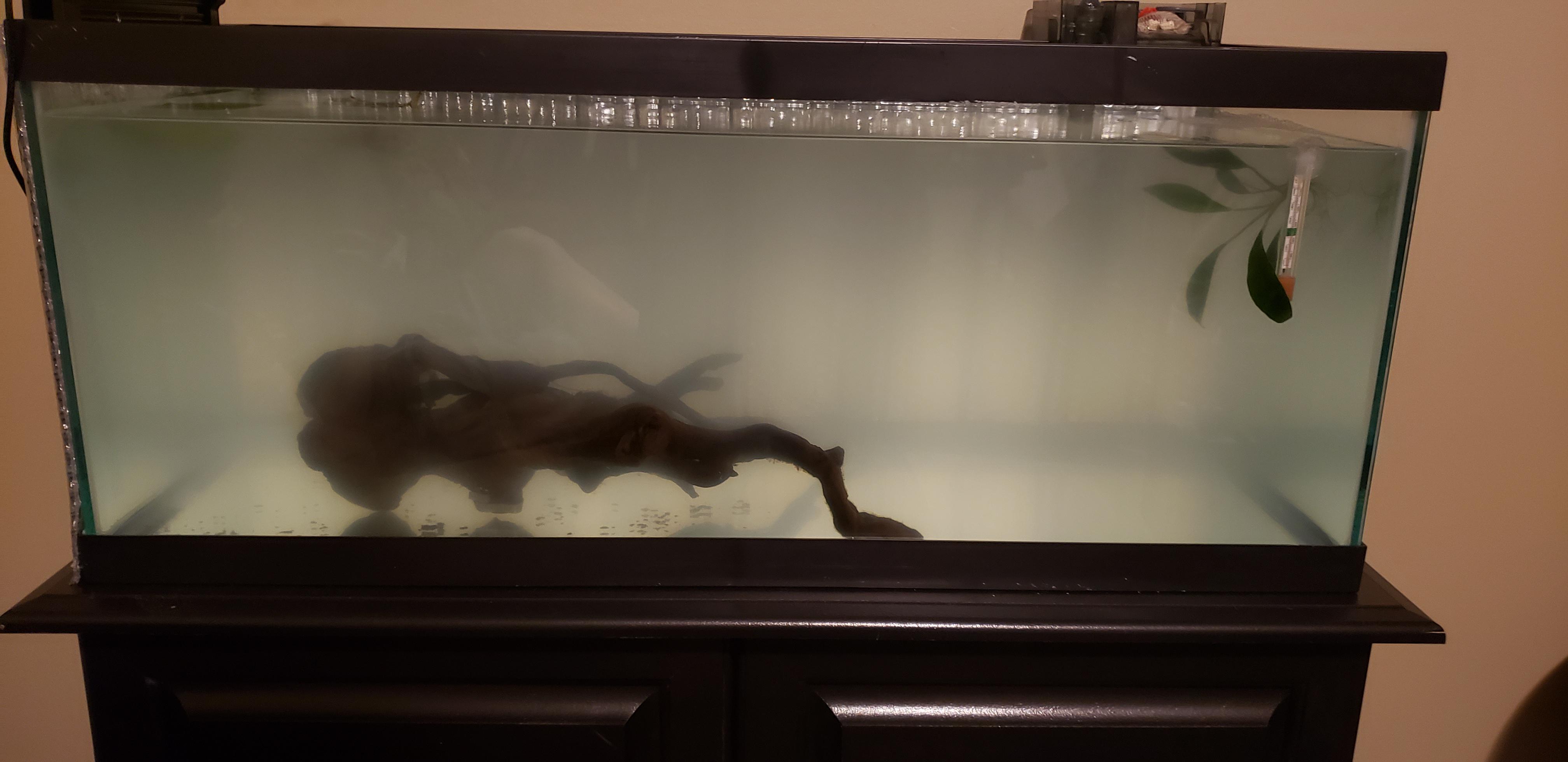 Cloudy Tank. Help! r/axolotls