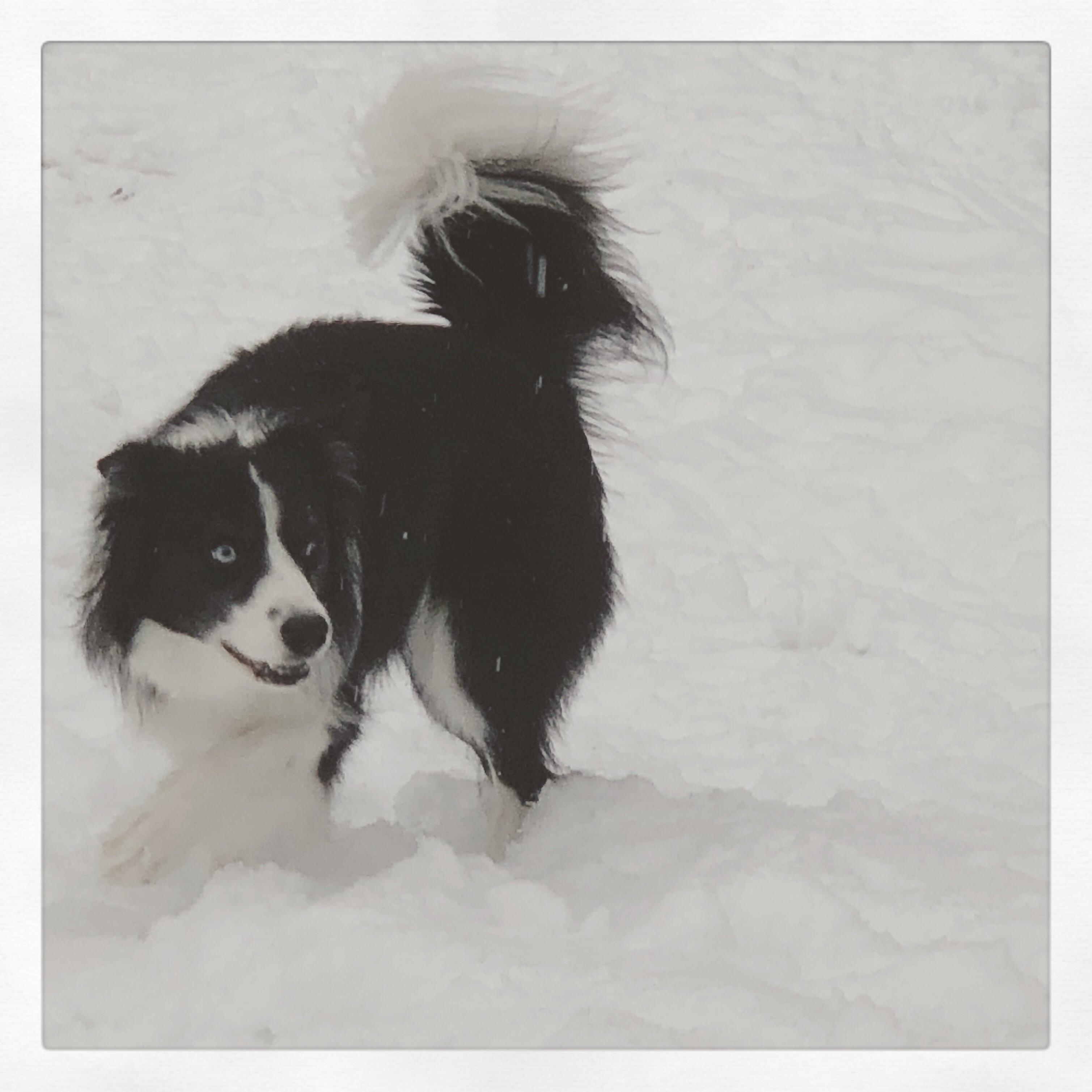 Tail Up == happy r/BorderCollie