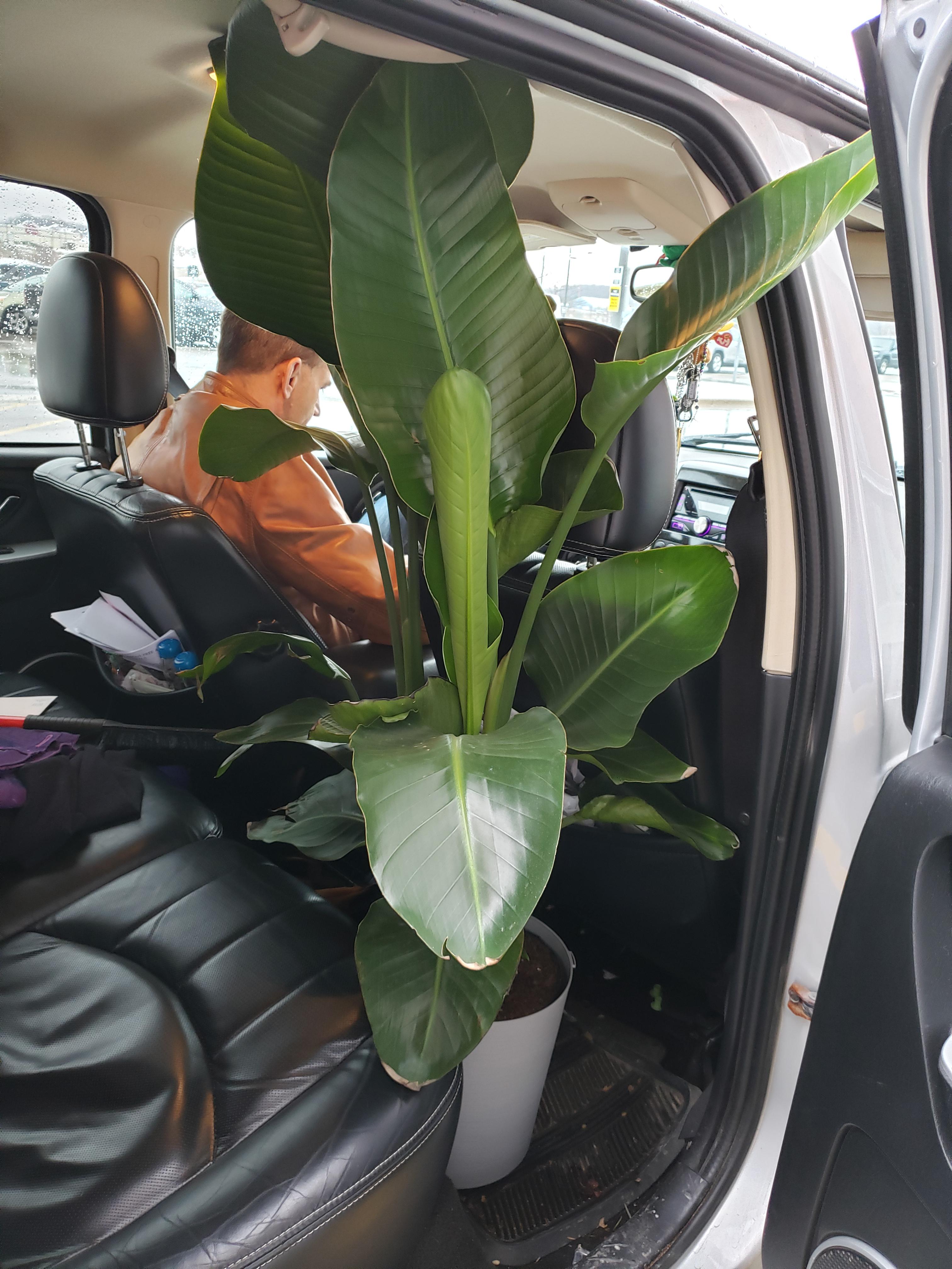 Bird of Paradise on clearance at Home Depot. 8.00 !!! r/houseplants