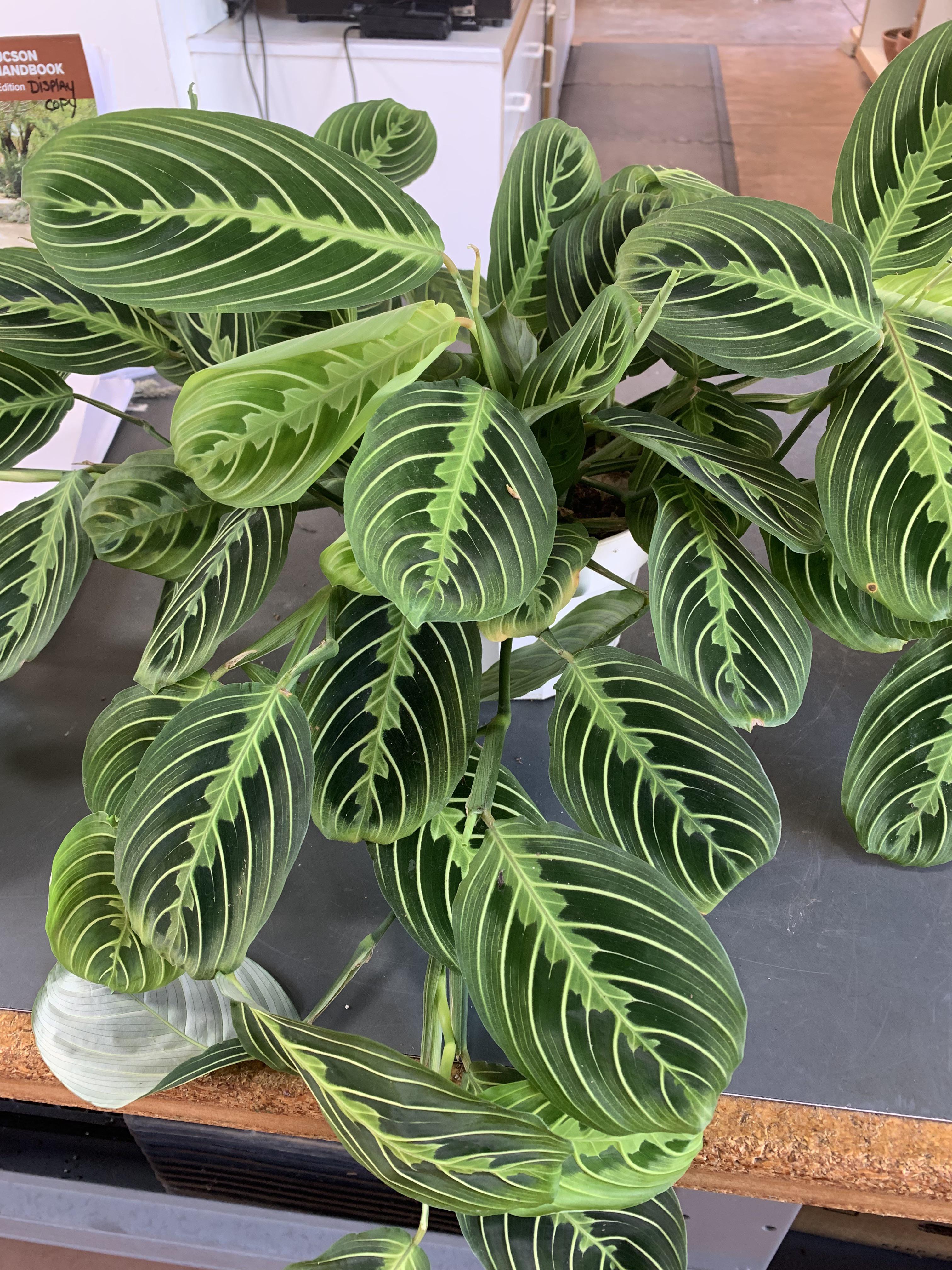 Need some tips on how to care for my first prayer plant! Any tips