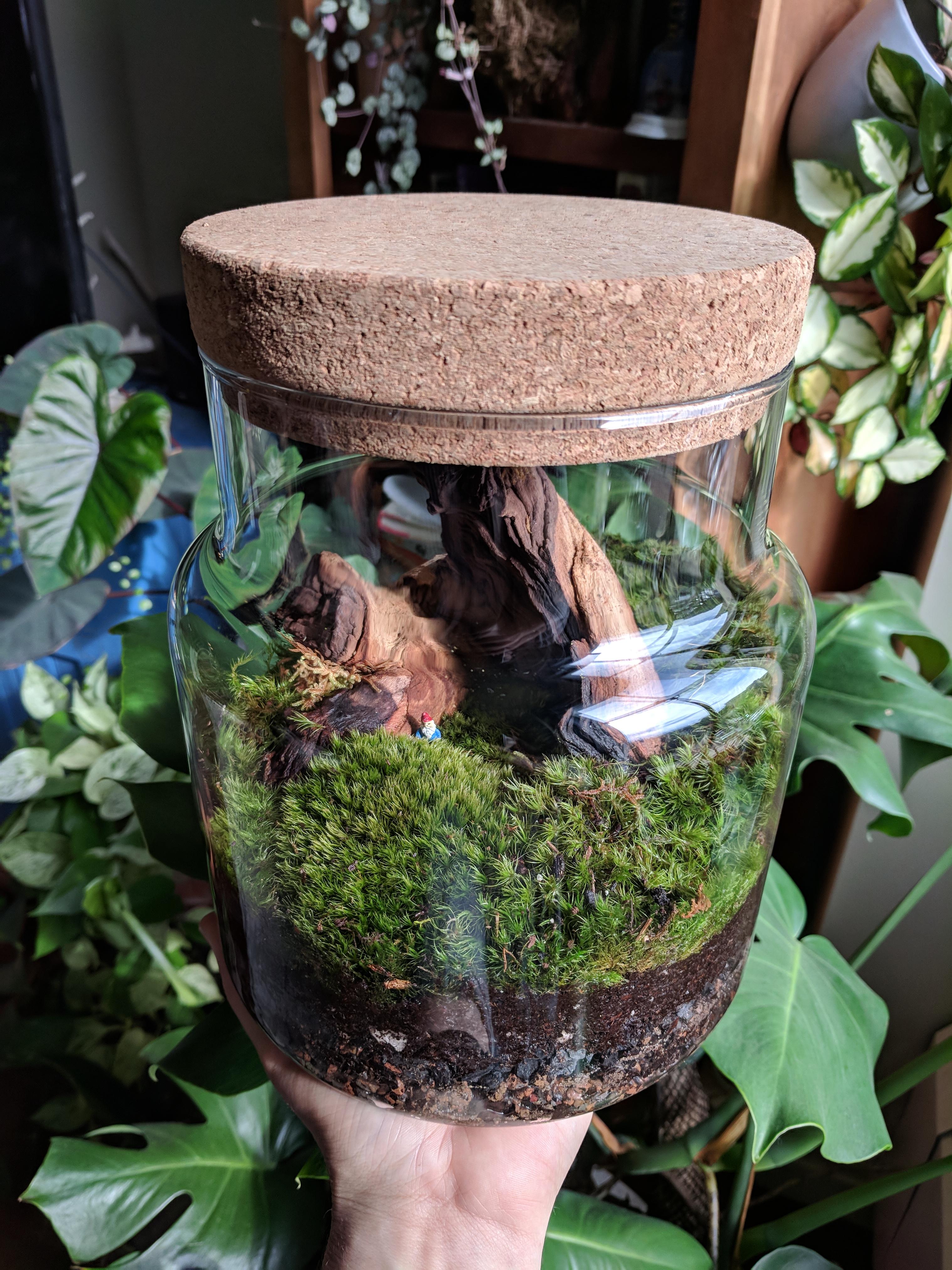Had to make a terrarium after finding this jar at Ikea. (Sorry for the