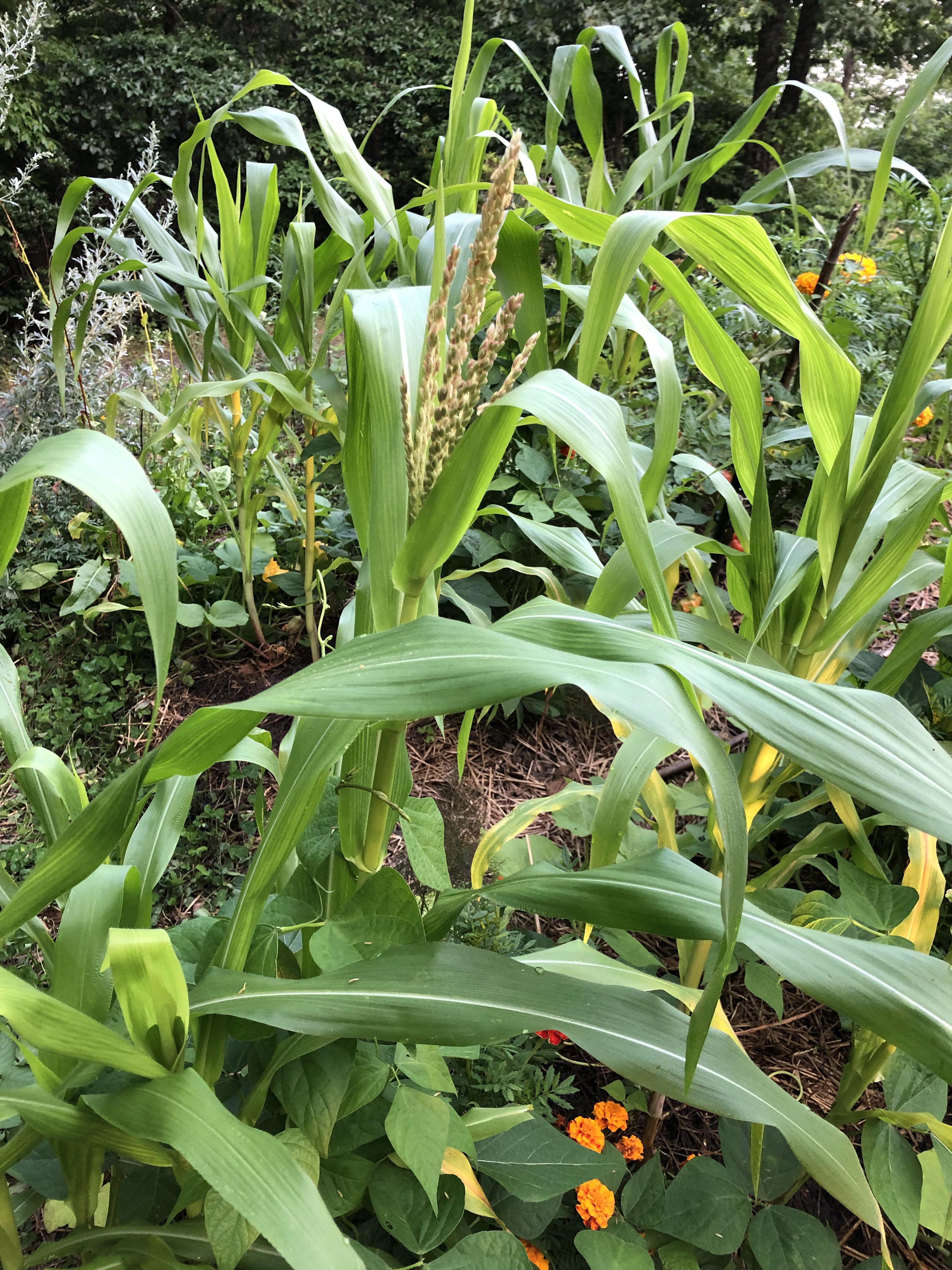 Corn has male flowers, no female flowers r/gardening